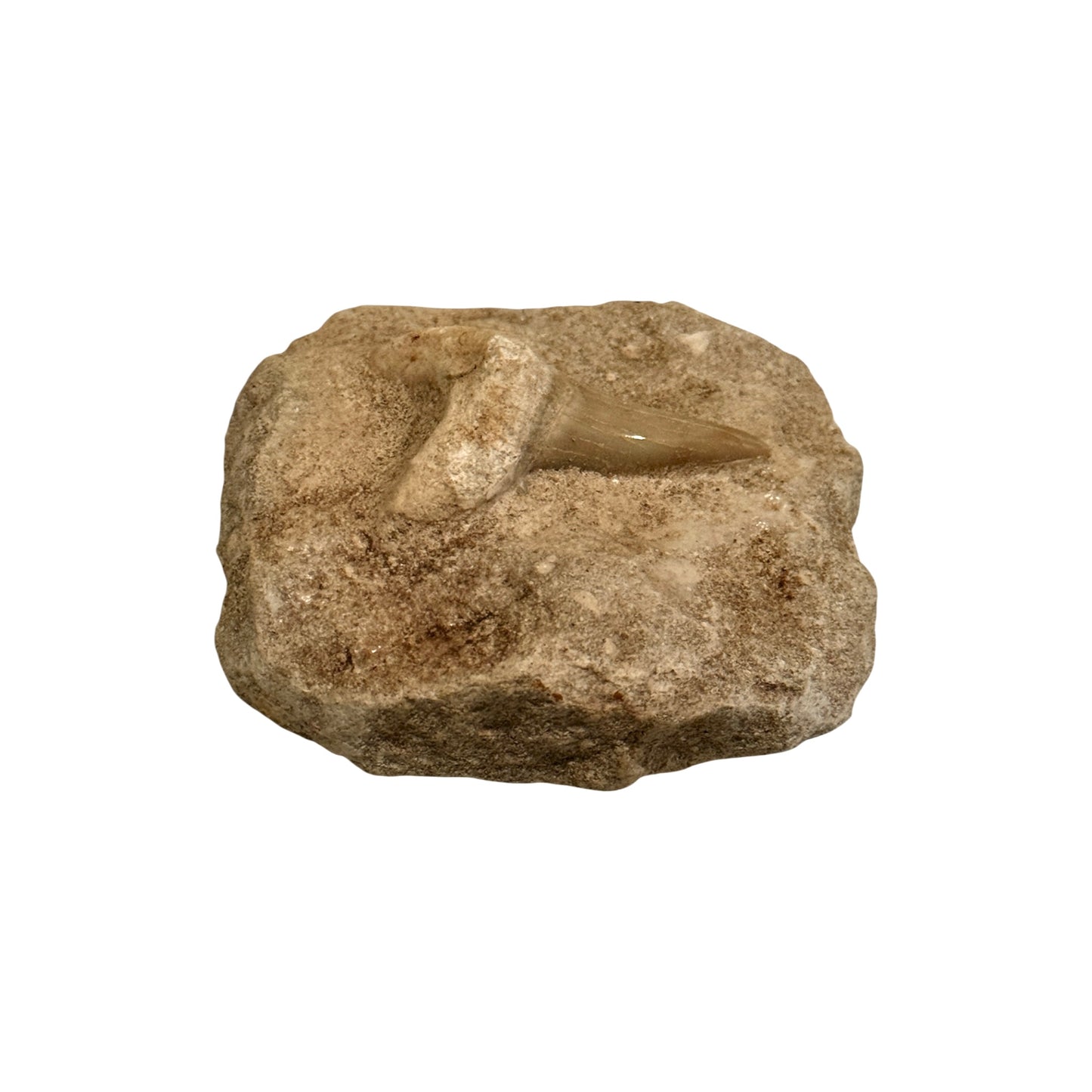 Fossil Shark Tooth (Otodus in Matrix)