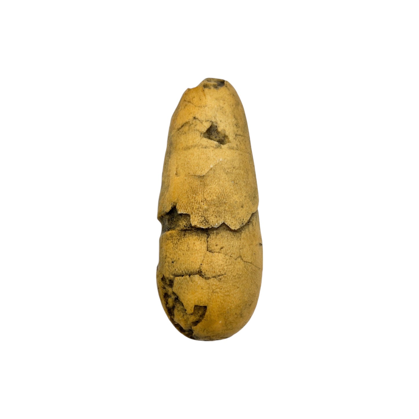 Egg Replica (Oviraptor)