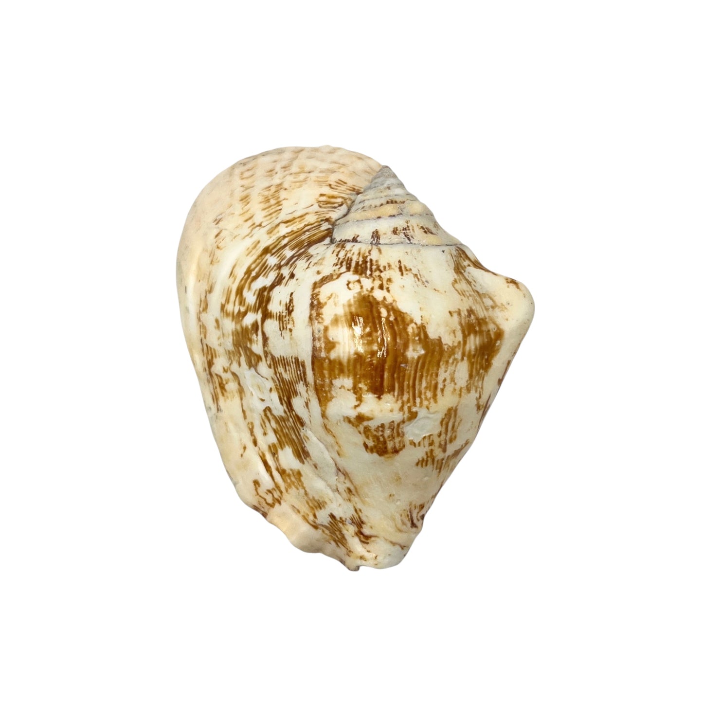Wide Pacific Conch (6")