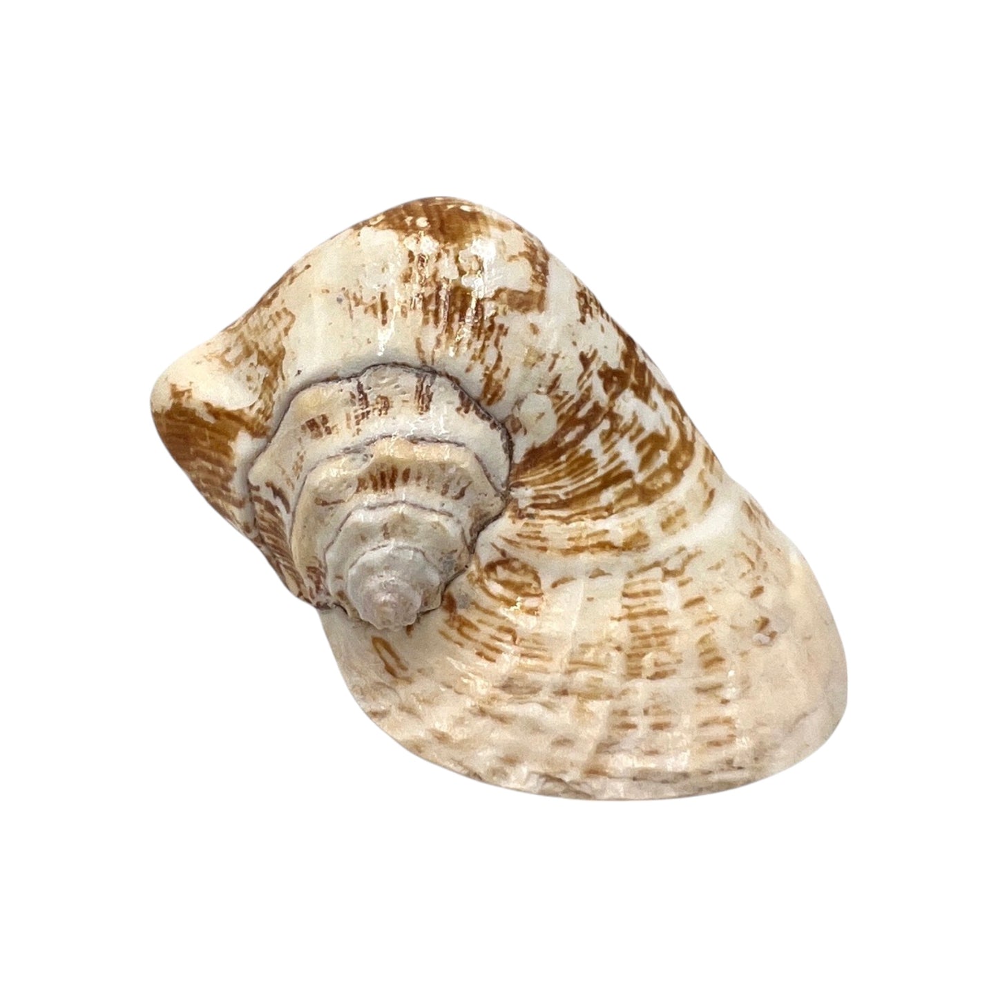 Wide Pacific Conch (6")