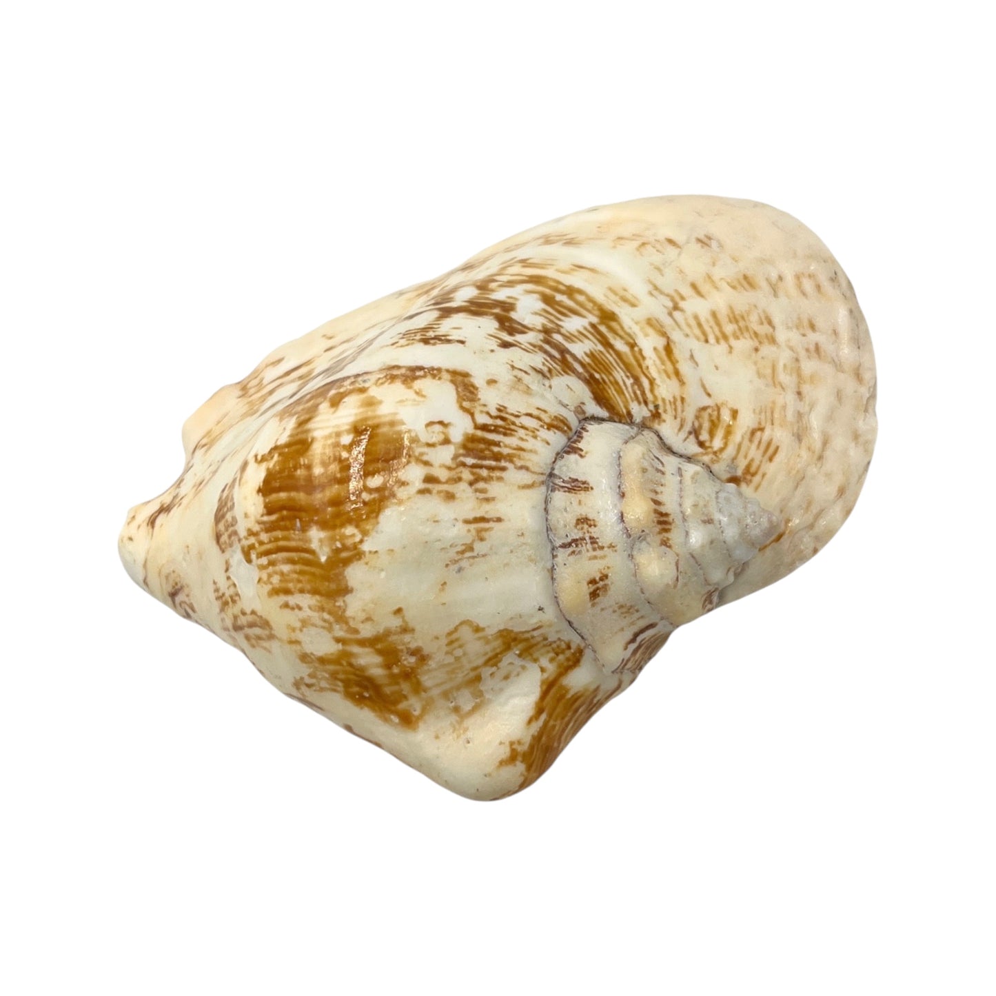 Wide Pacific Conch (6")