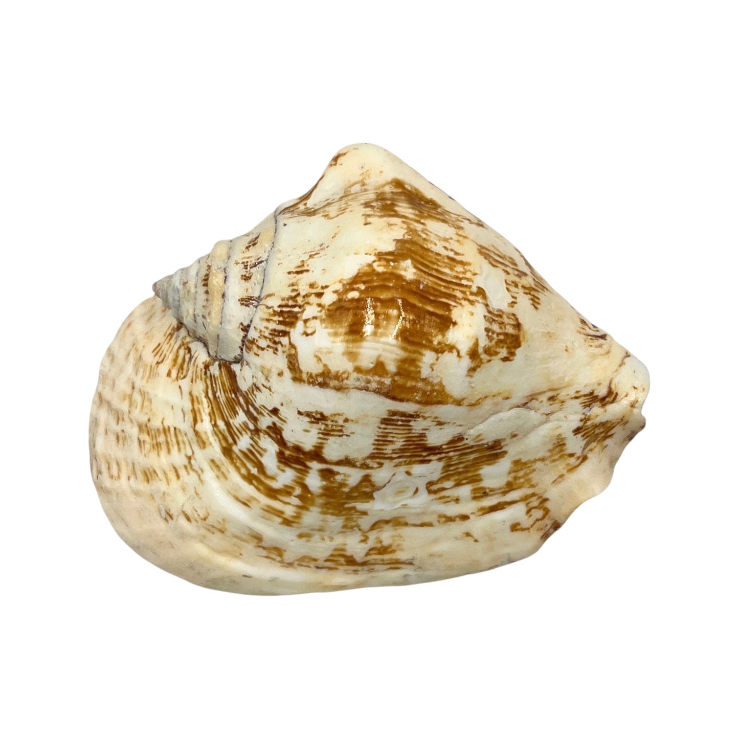 Wide Pacific Conch (6")