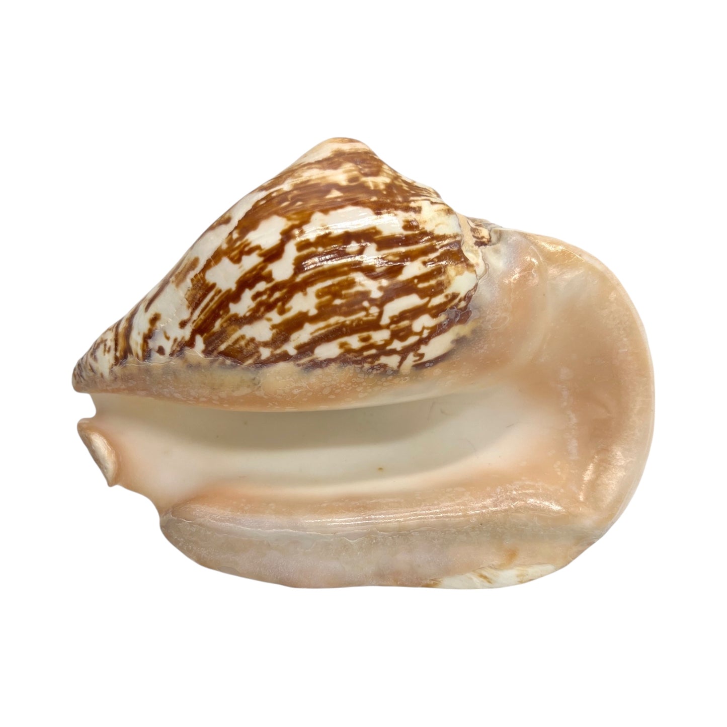 Wide Pacific Conch (6")