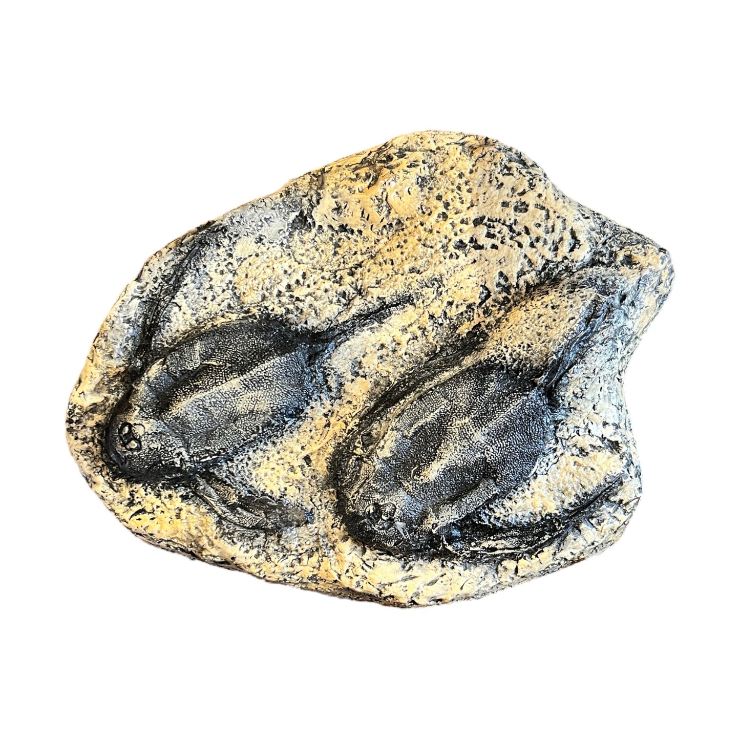 Devonian Fish Replica (Bothriolepis Canadensis, Pair)