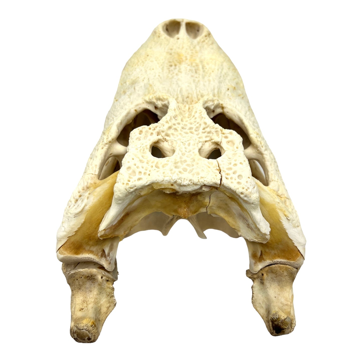 Alligator Skull (16.5")