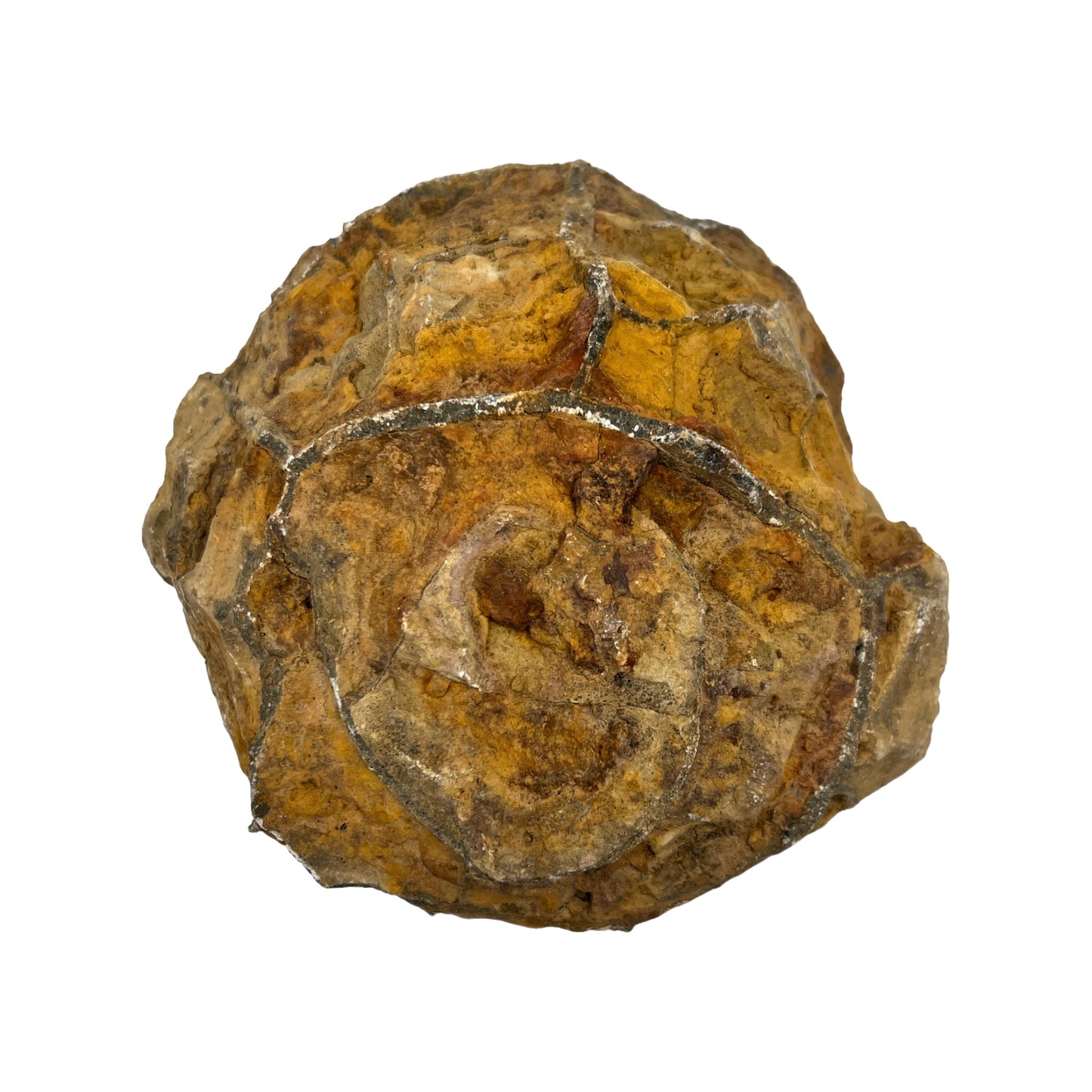 Septarian Nodule