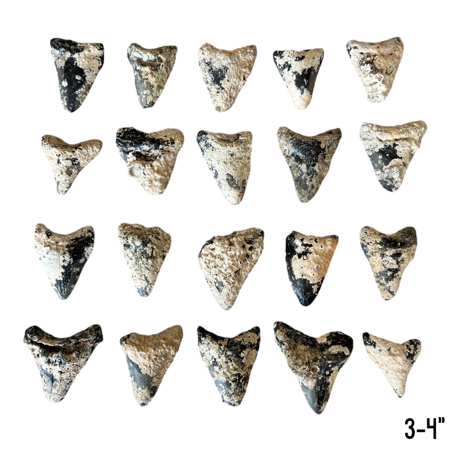 Megalodon Tooth Prep