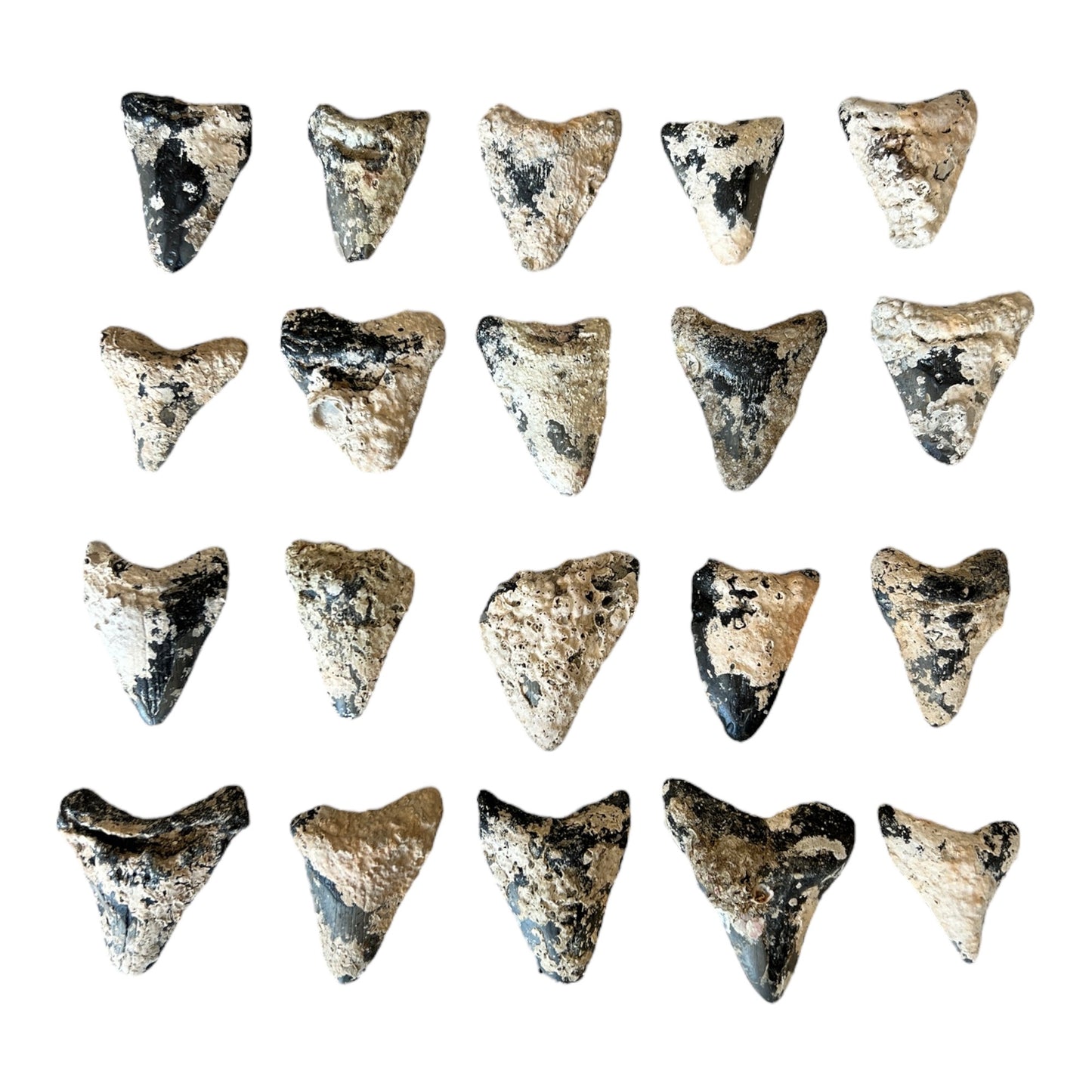 Megalodon Tooth Prep