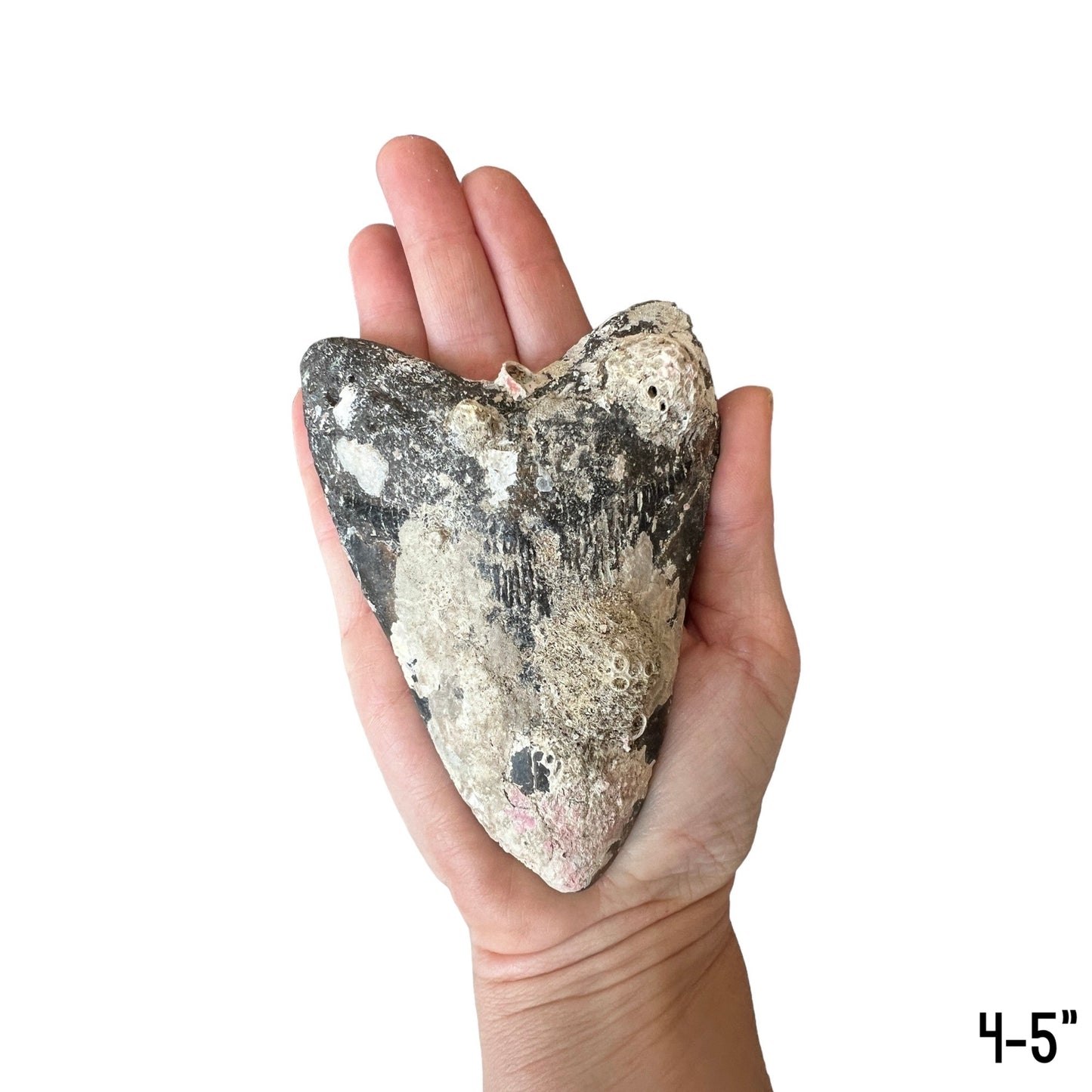 Megalodon Tooth Prep