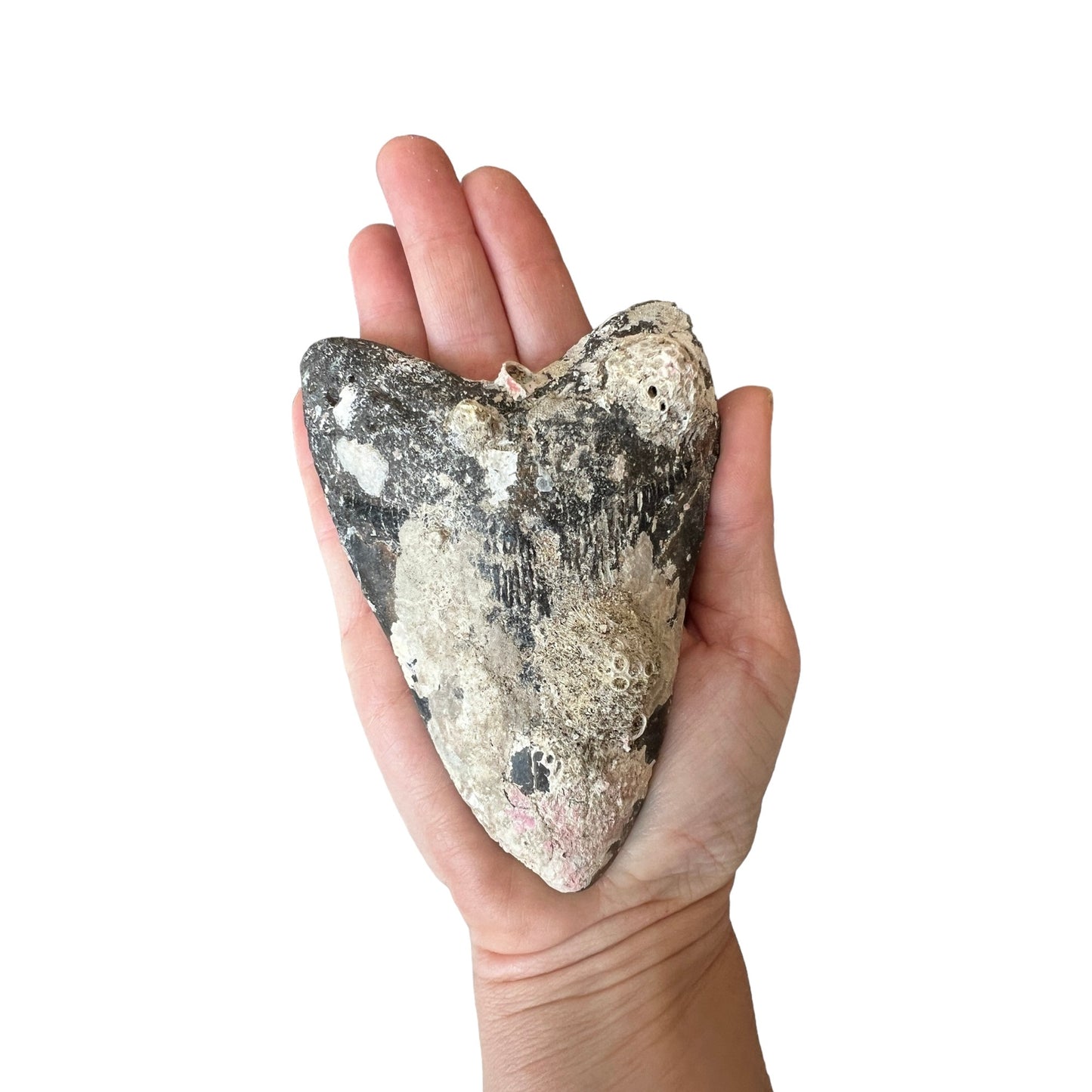 Megalodon Tooth Prep