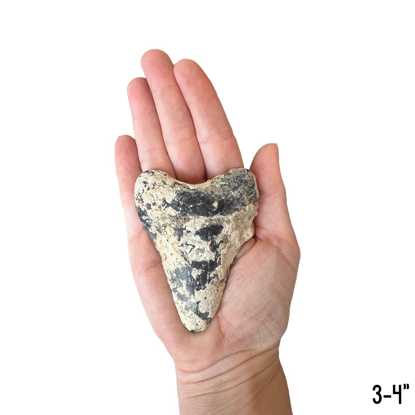 Megalodon Tooth Prep