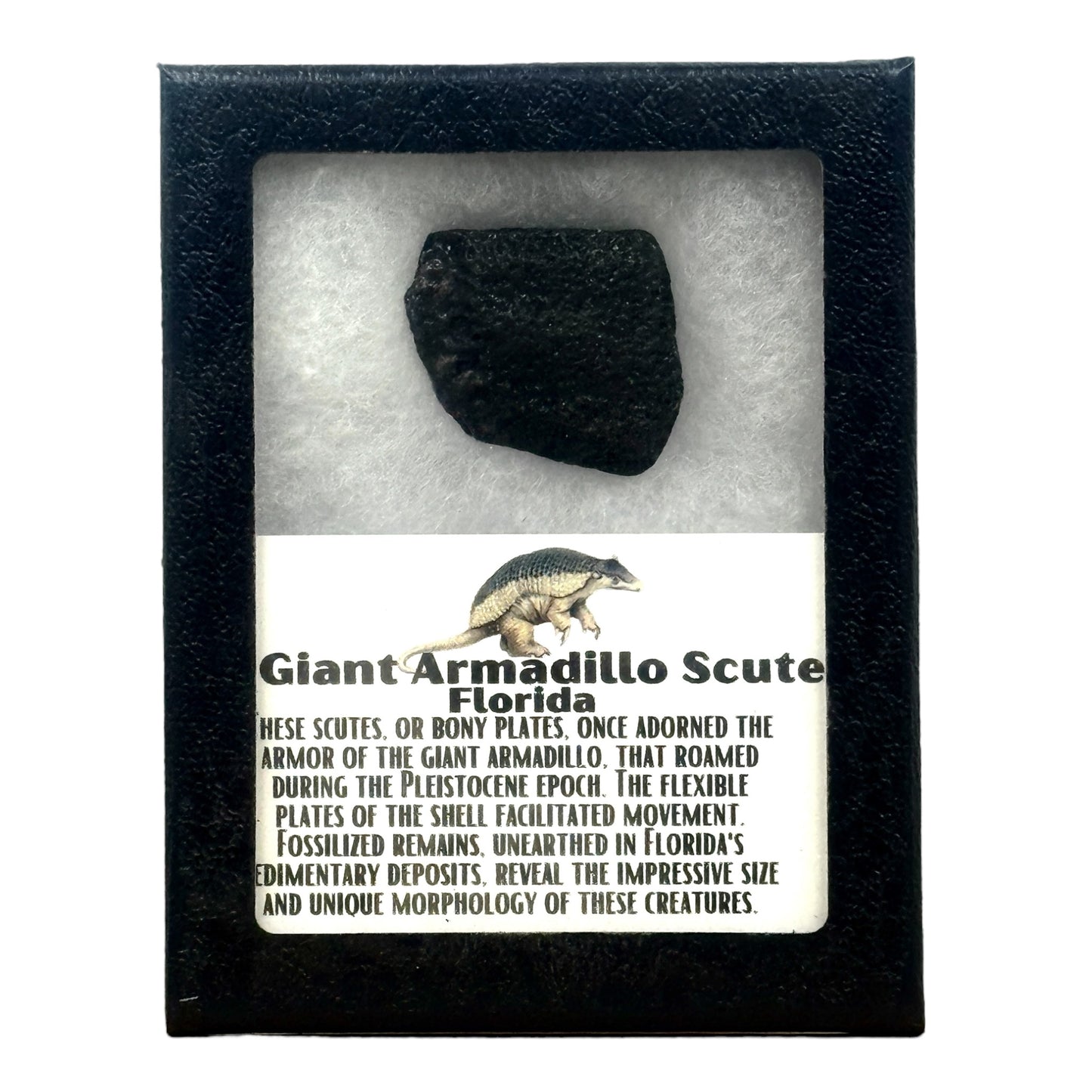 Giant Armadillo Scute Display