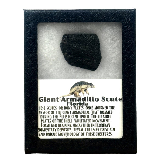Giant Armadillo Scute Display