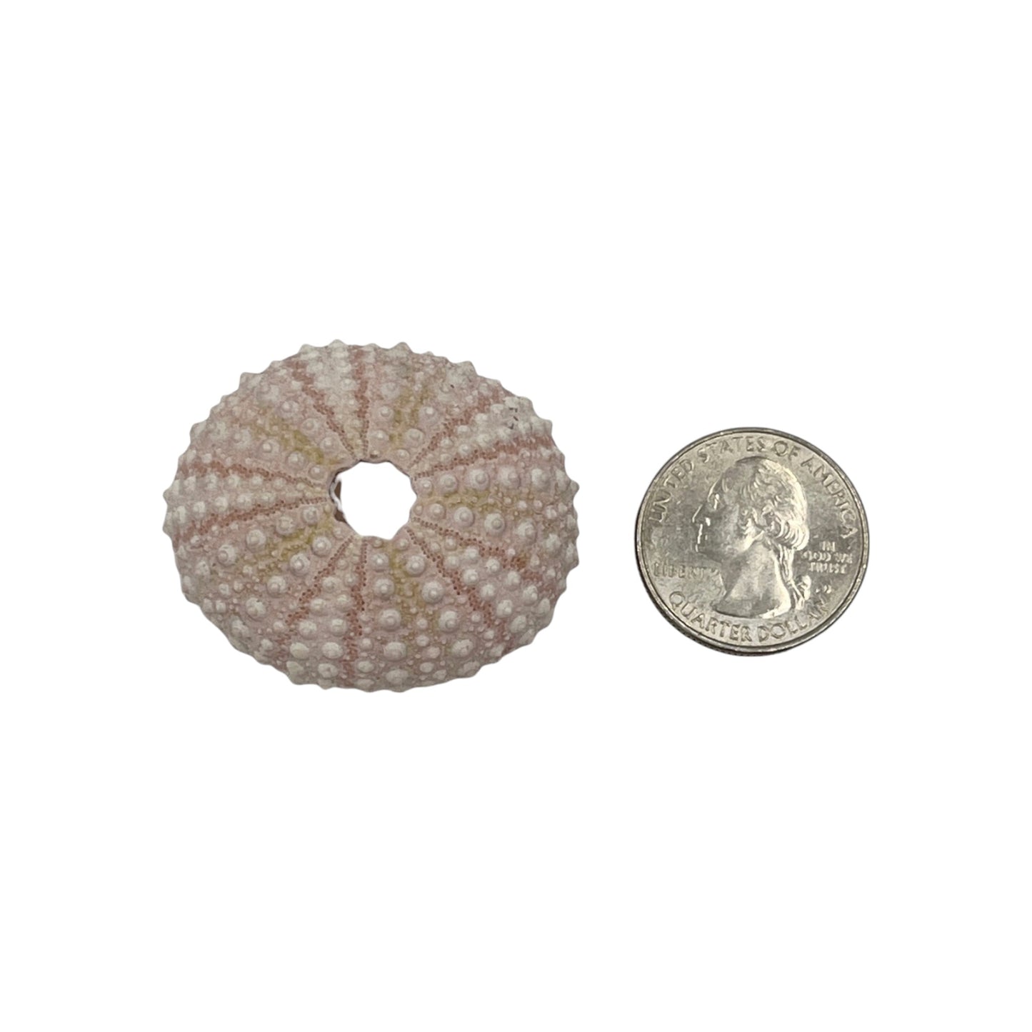 Urchin (Pink Sea Urchin)