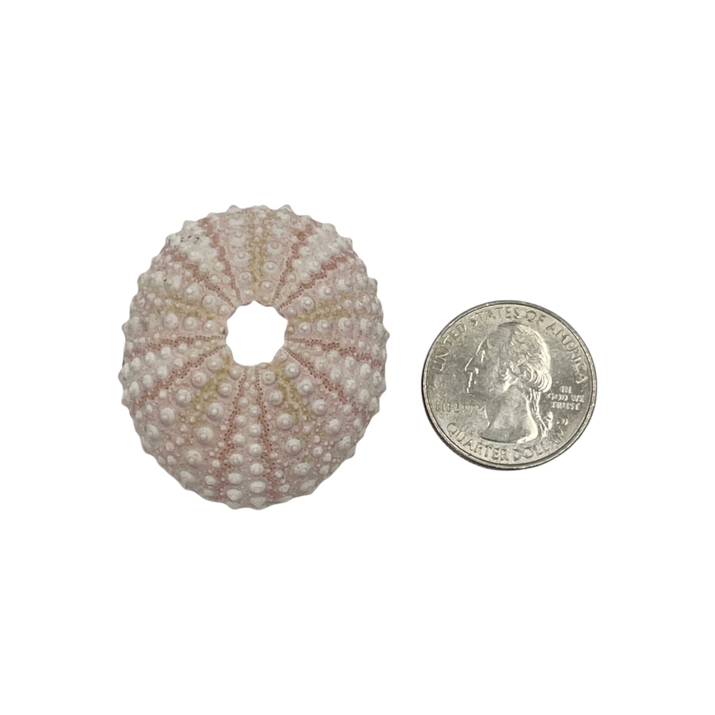 Urchin (Pink Sea Urchin)