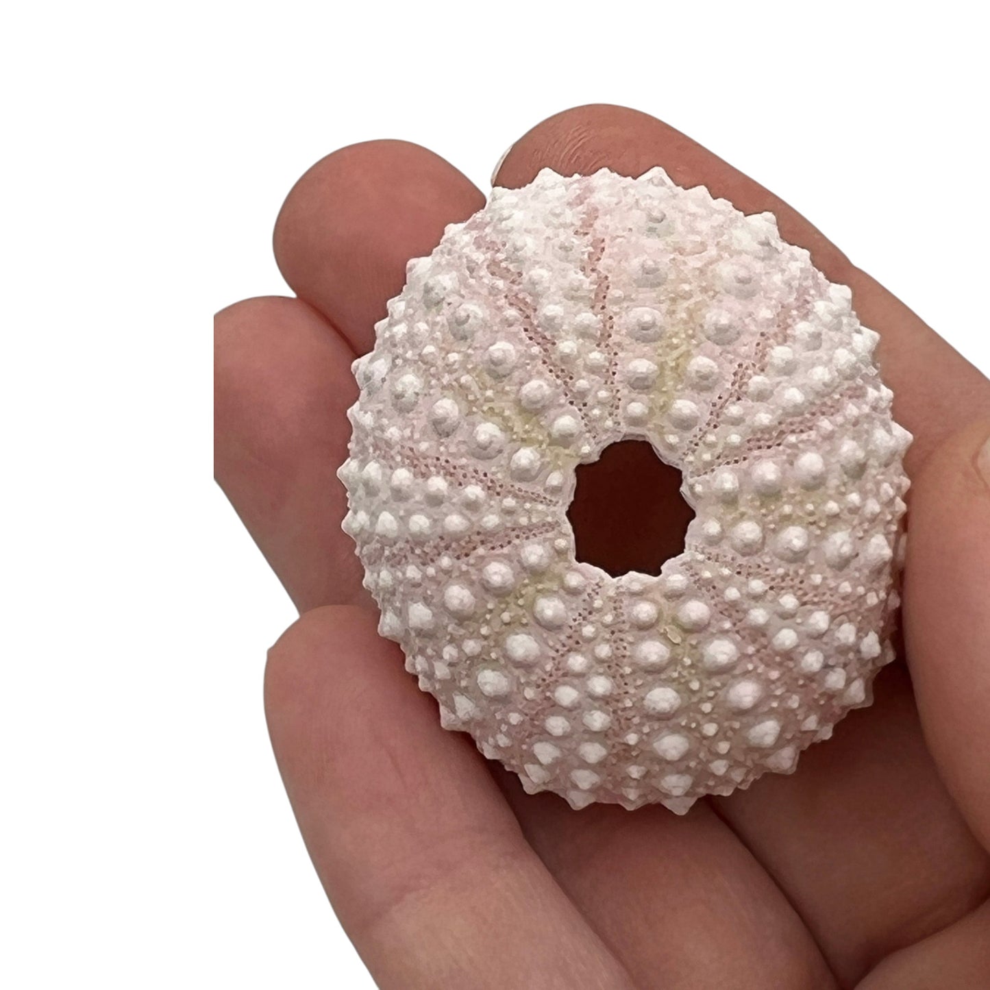 Urchin (Pink Sea Urchin)