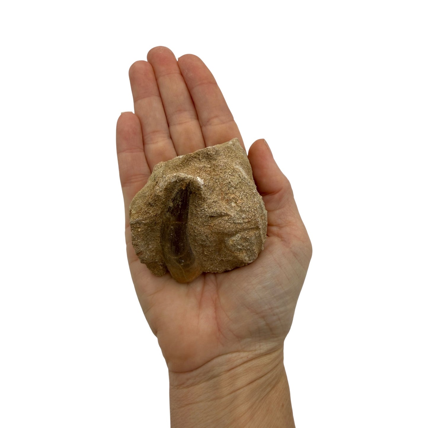 Plesiosaur Tooth in Matrix