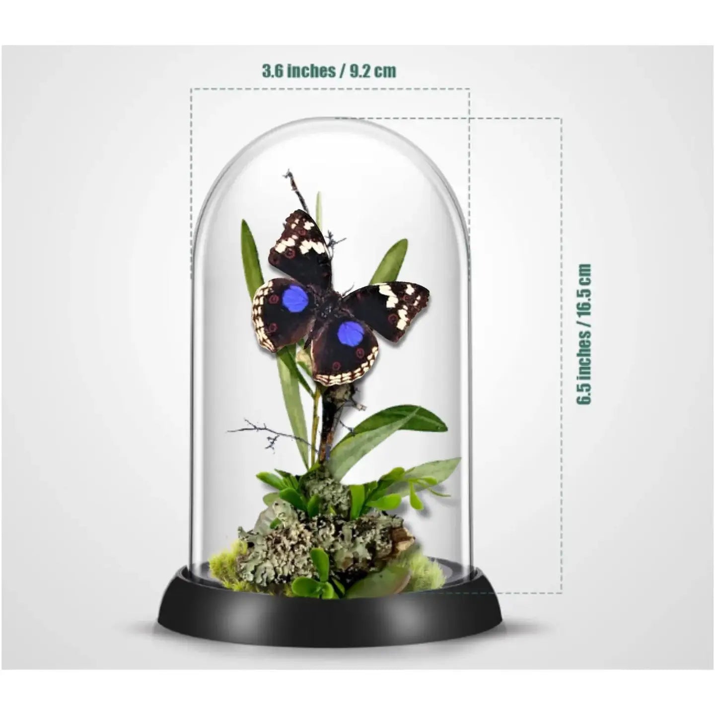 Precis Butterfly Diorama