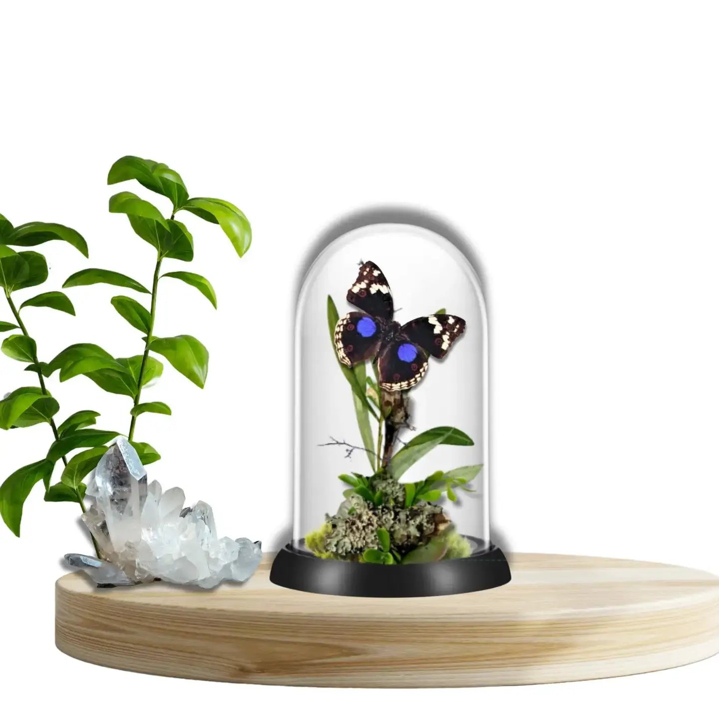 Precis Butterfly Diorama