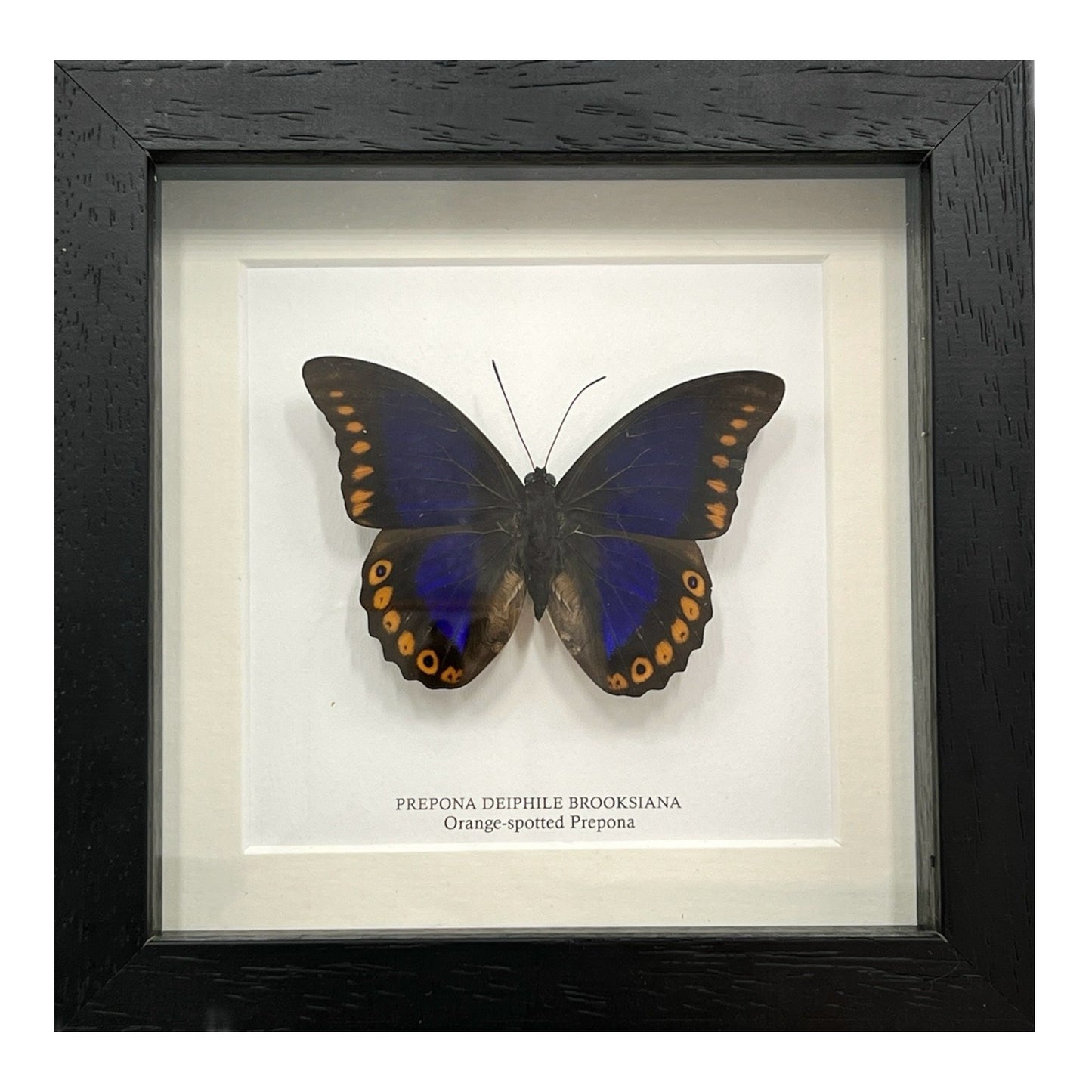Orange-Spotted Prepona Butterfly