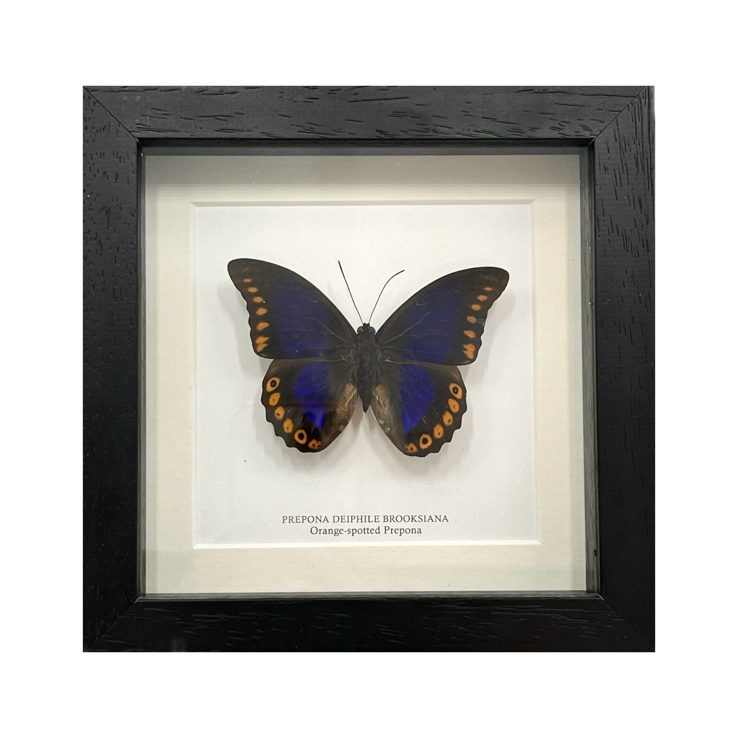 Orange-Spotted Prepona Butterfly
