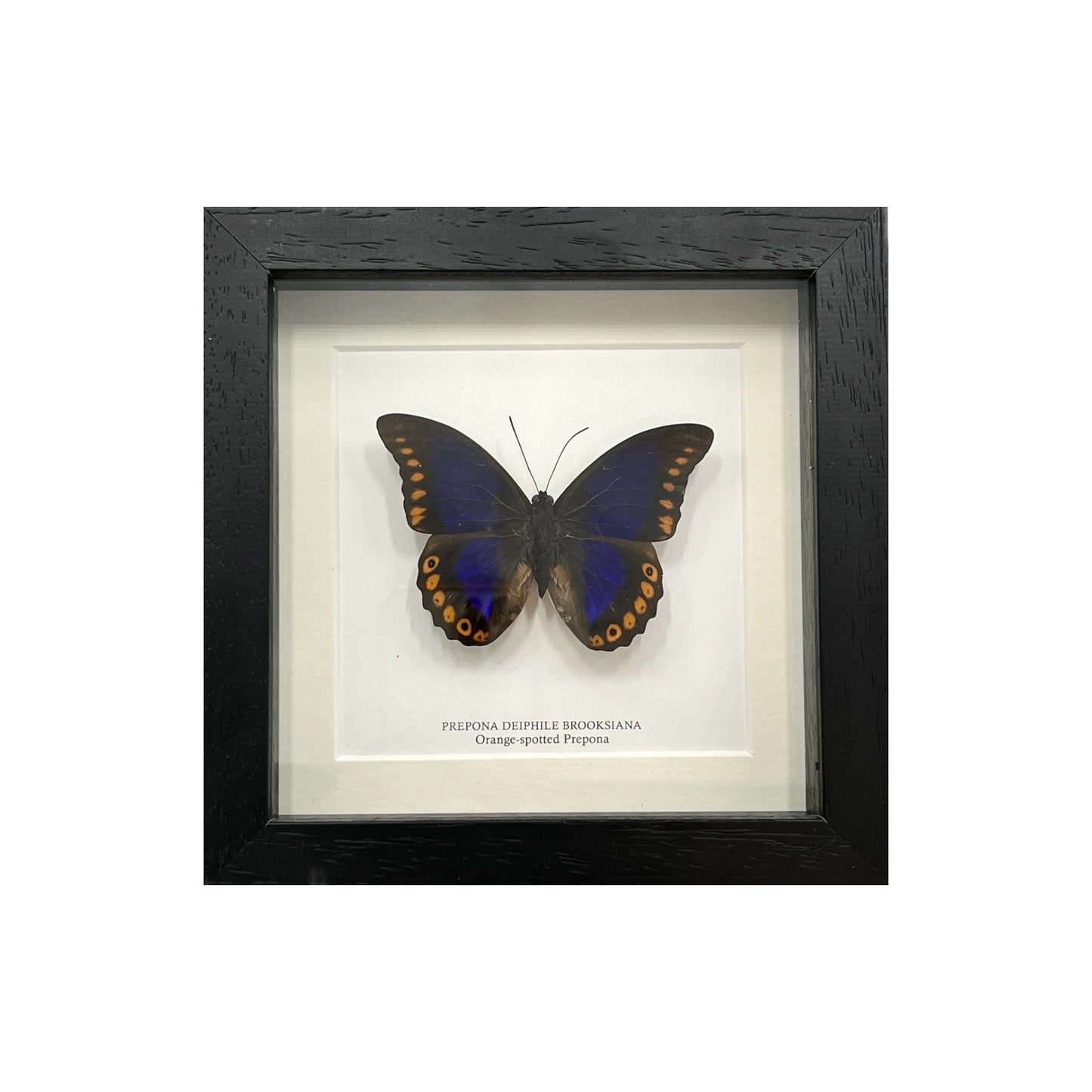 Orange-Spotted Prepona Butterfly