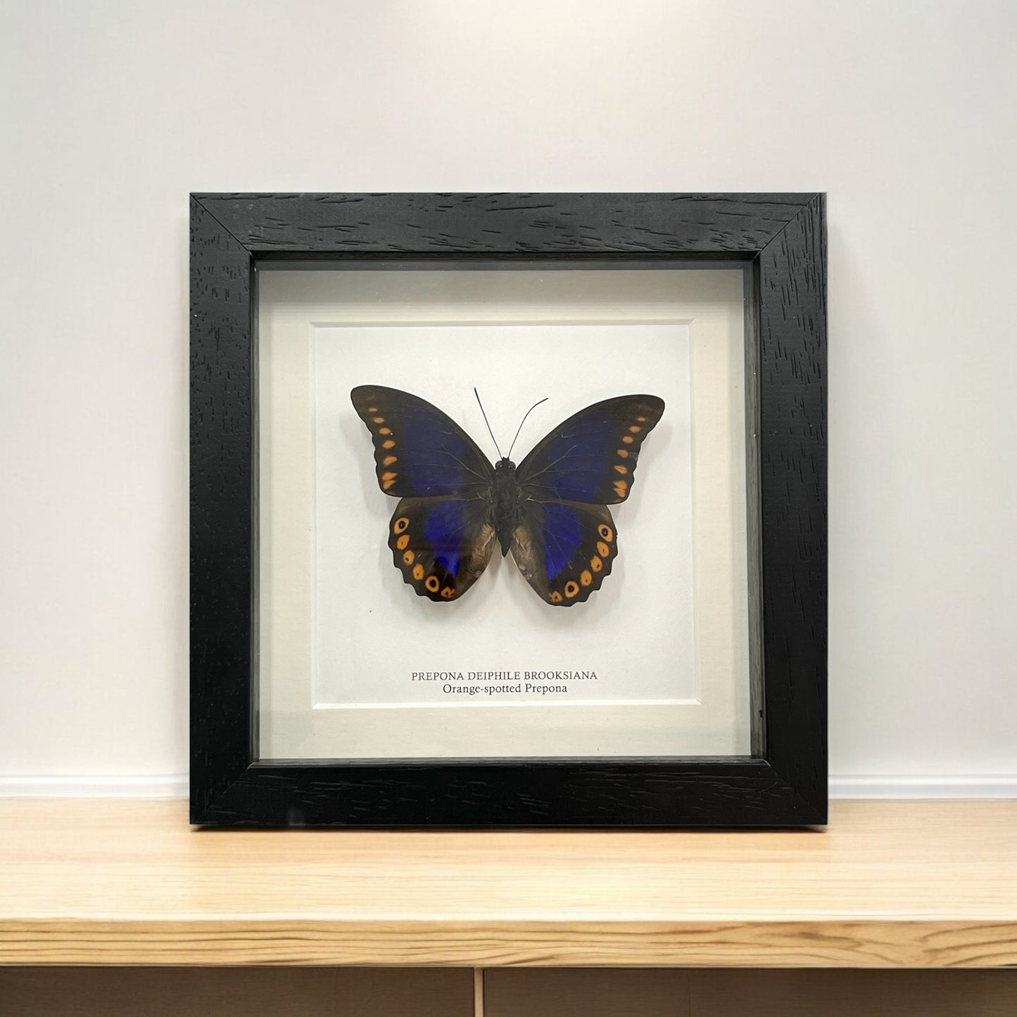 Orange-Spotted Prepona Butterfly