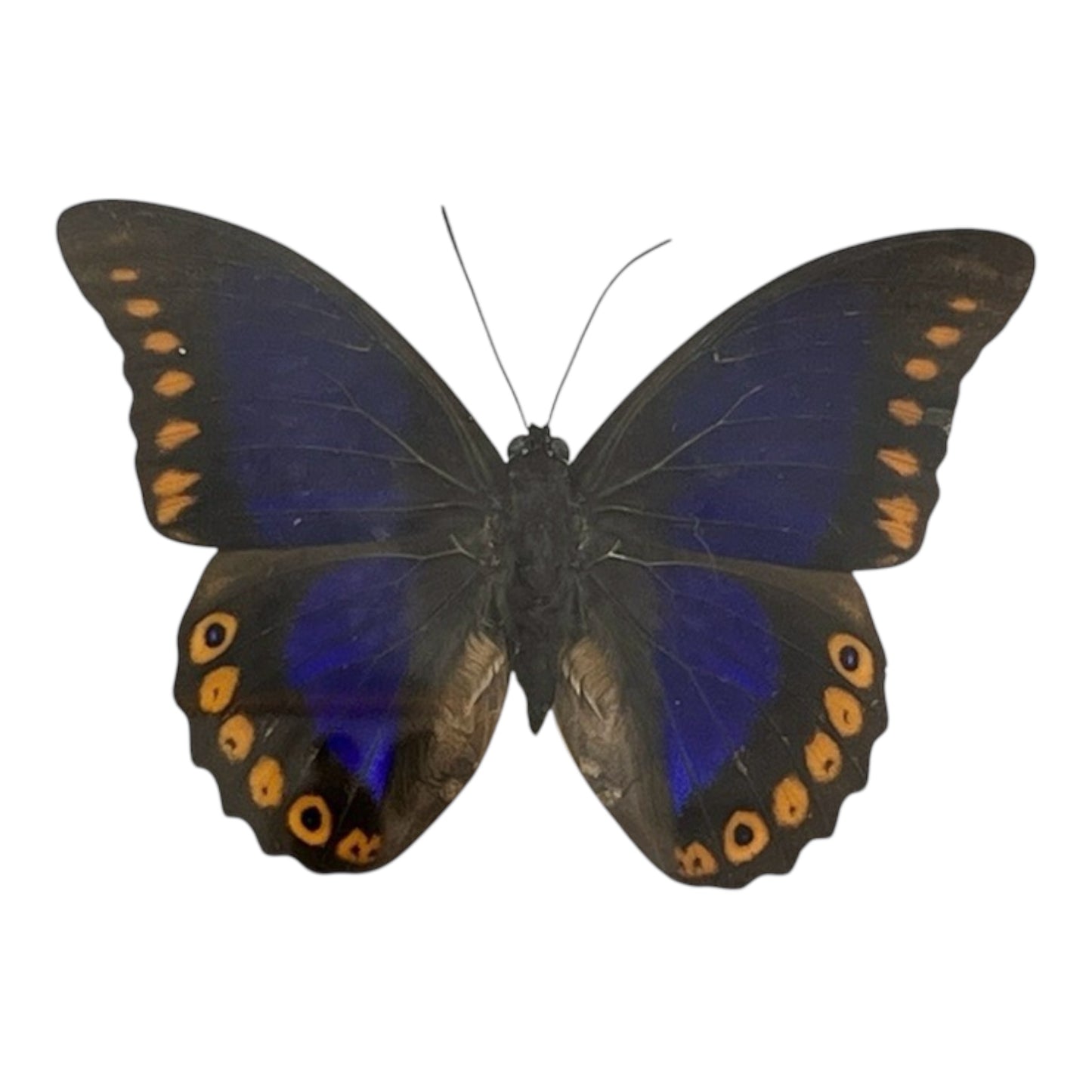 Orange-Spotted Prepona Butterfly