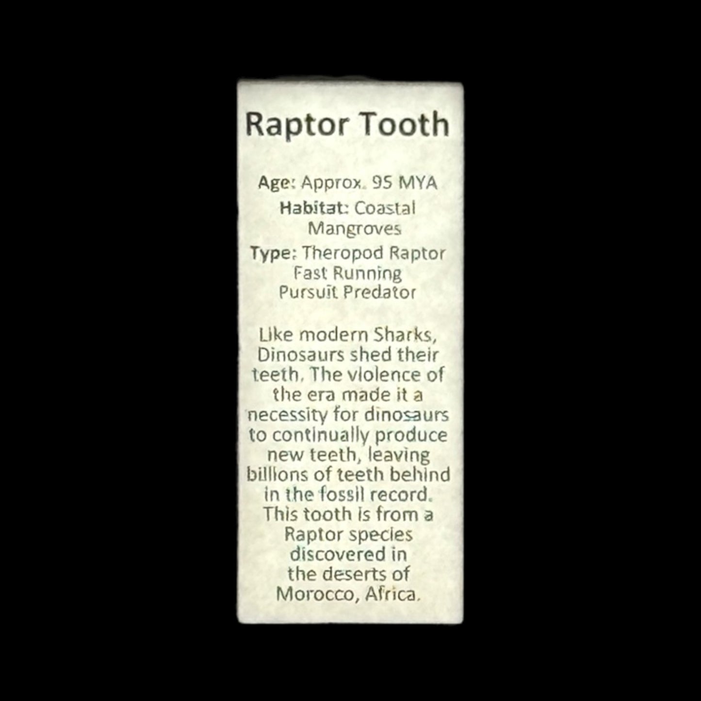 Raptor Tooth Display