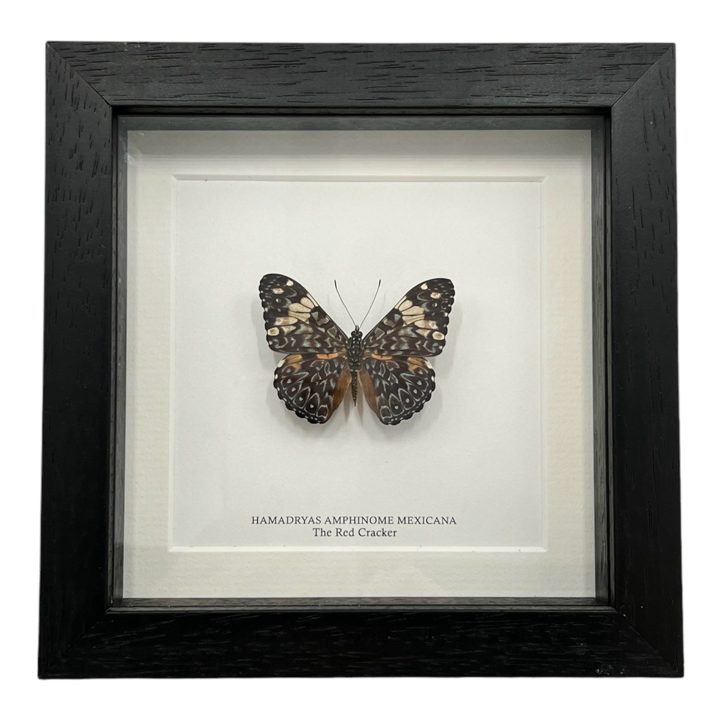 Red Cracker Butterfly