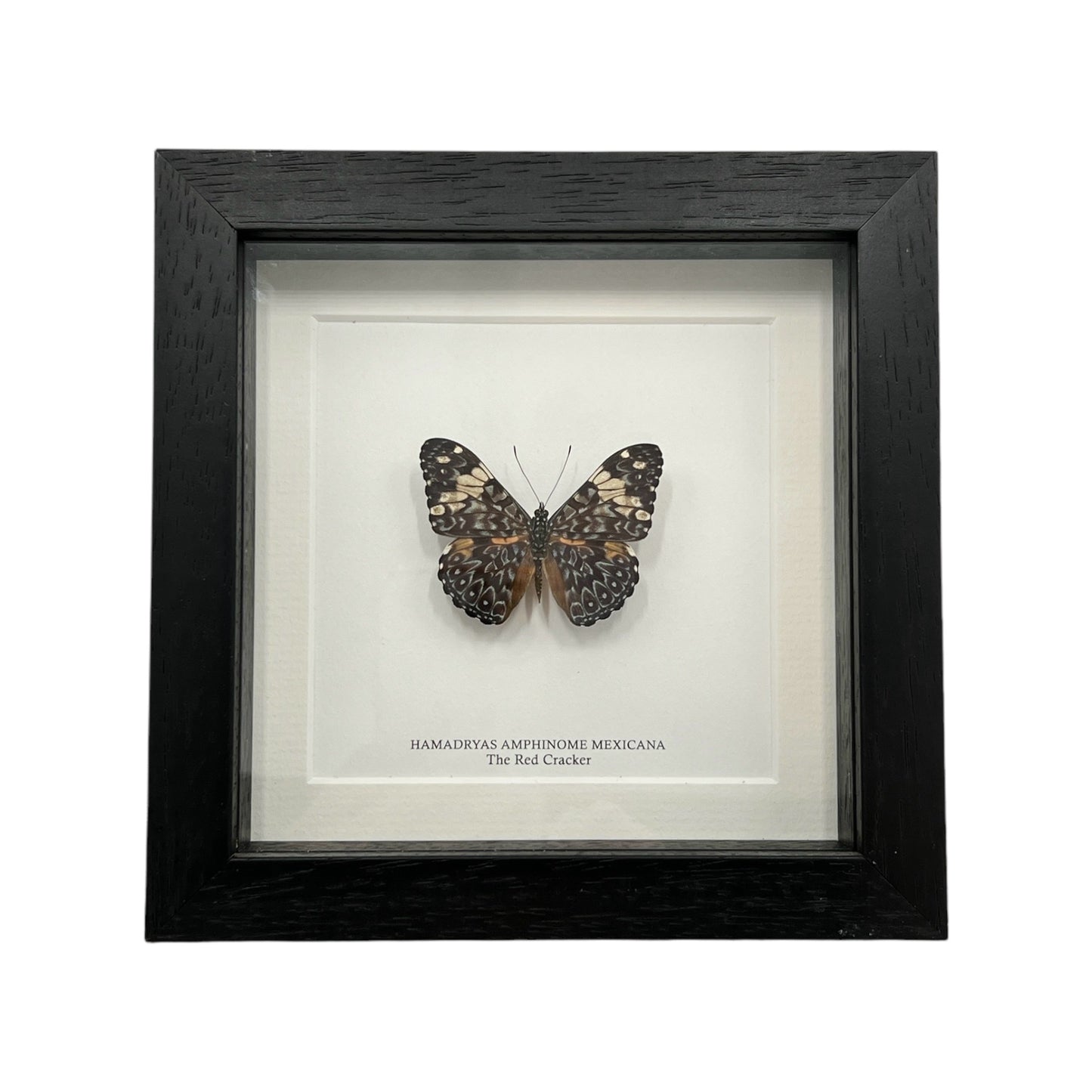 Red Cracker Butterfly