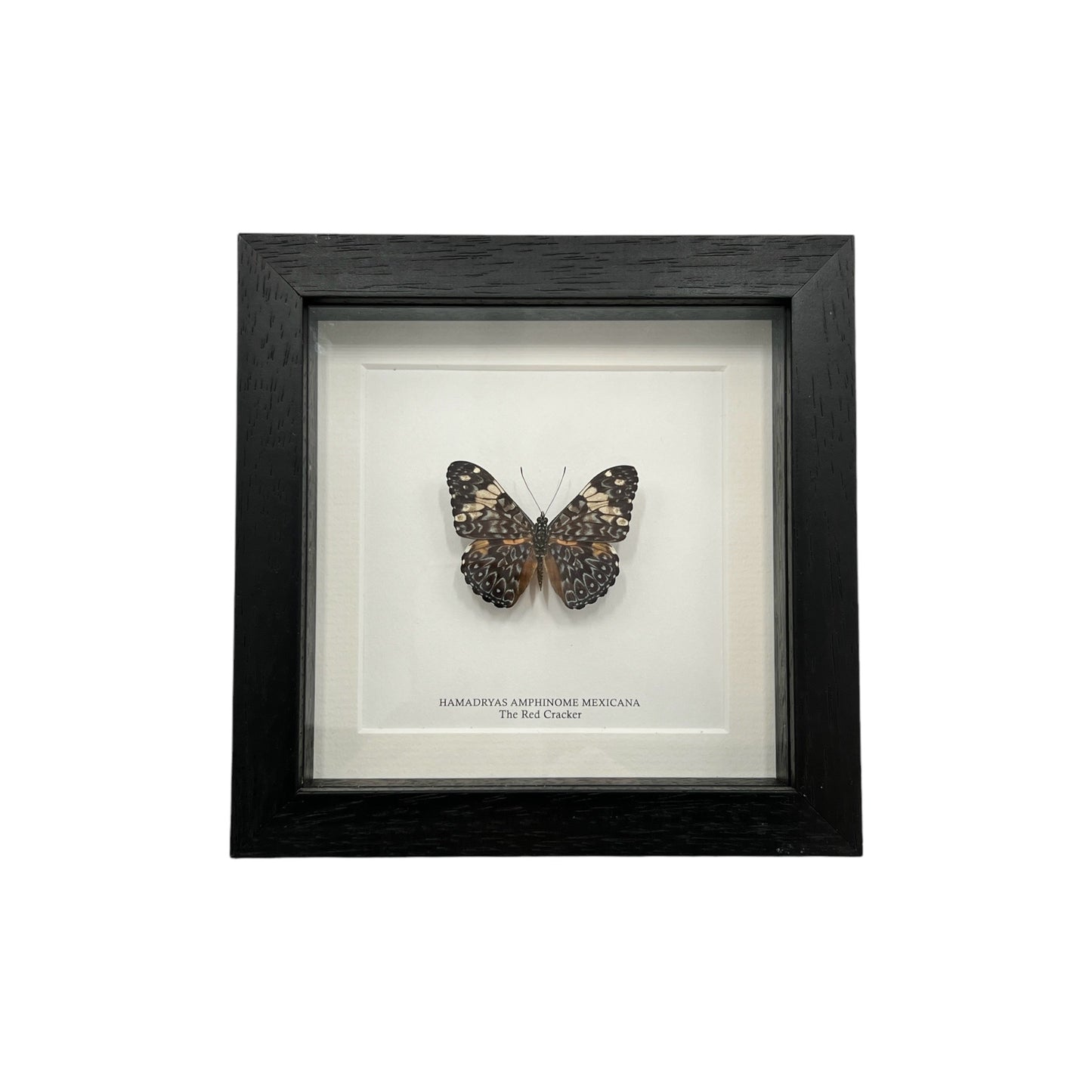 Red Cracker Butterfly