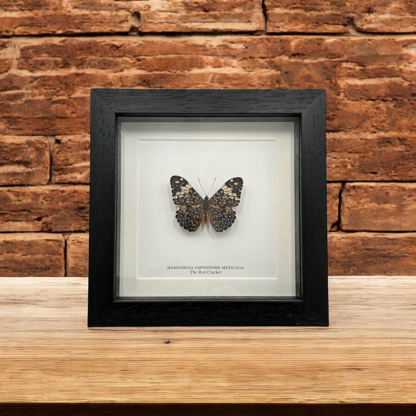 Red Cracker Butterfly