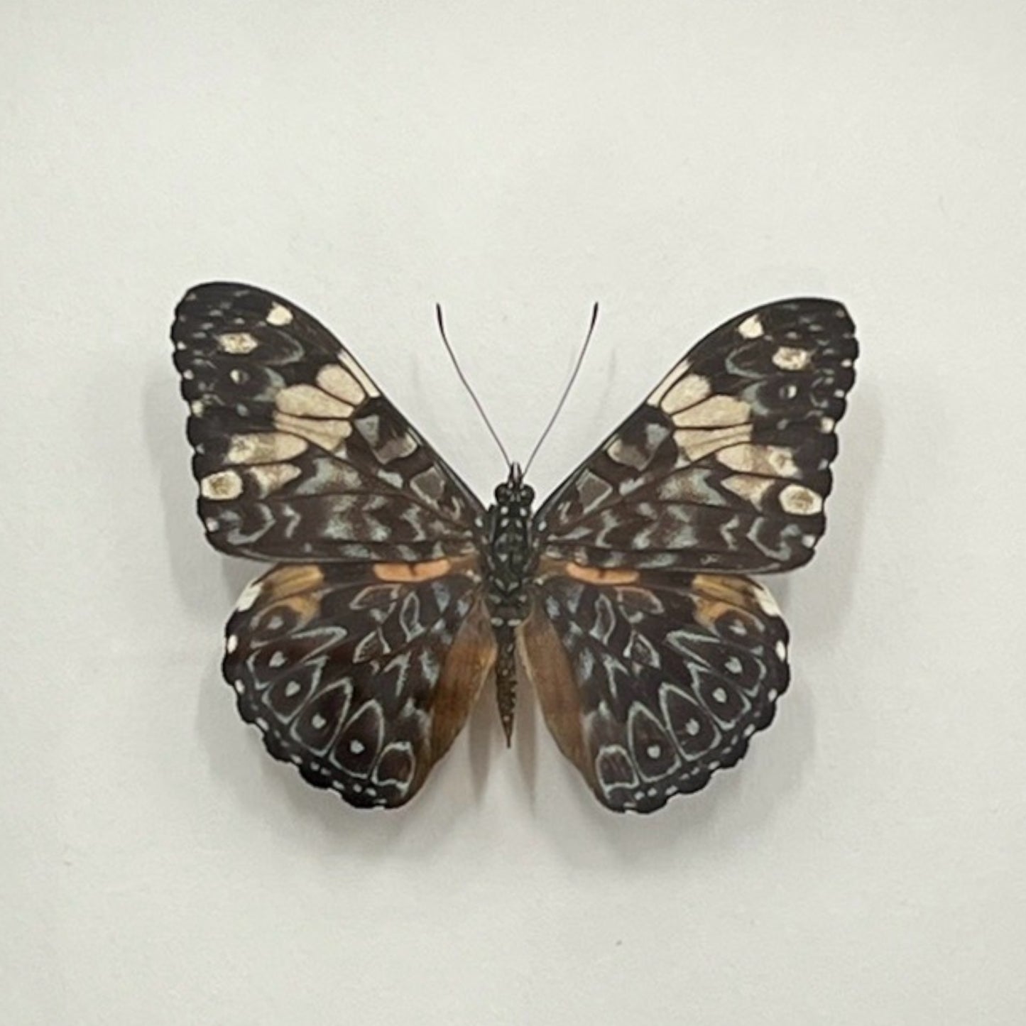 Red Cracker Butterfly