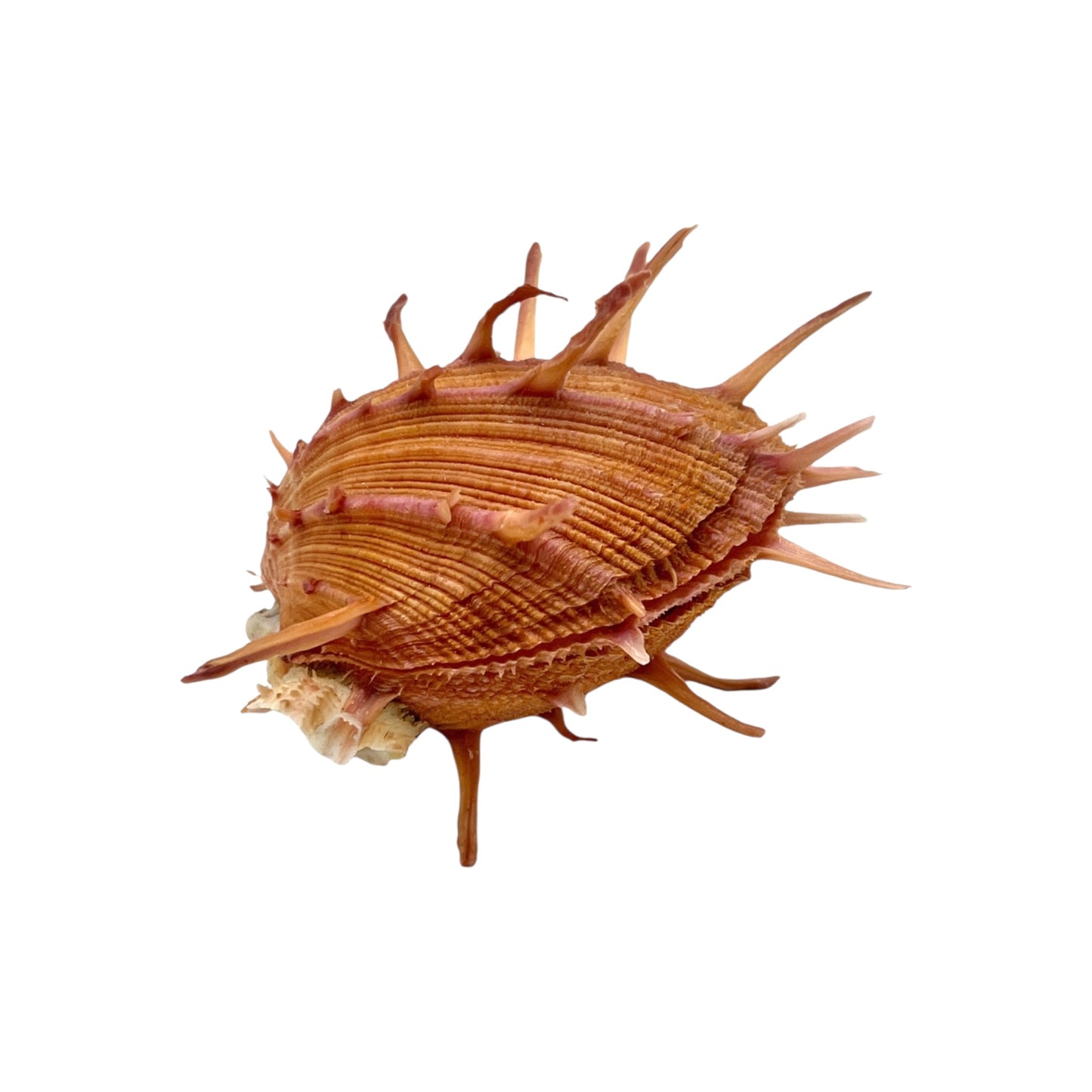 Regal Spiny Oyster (5")