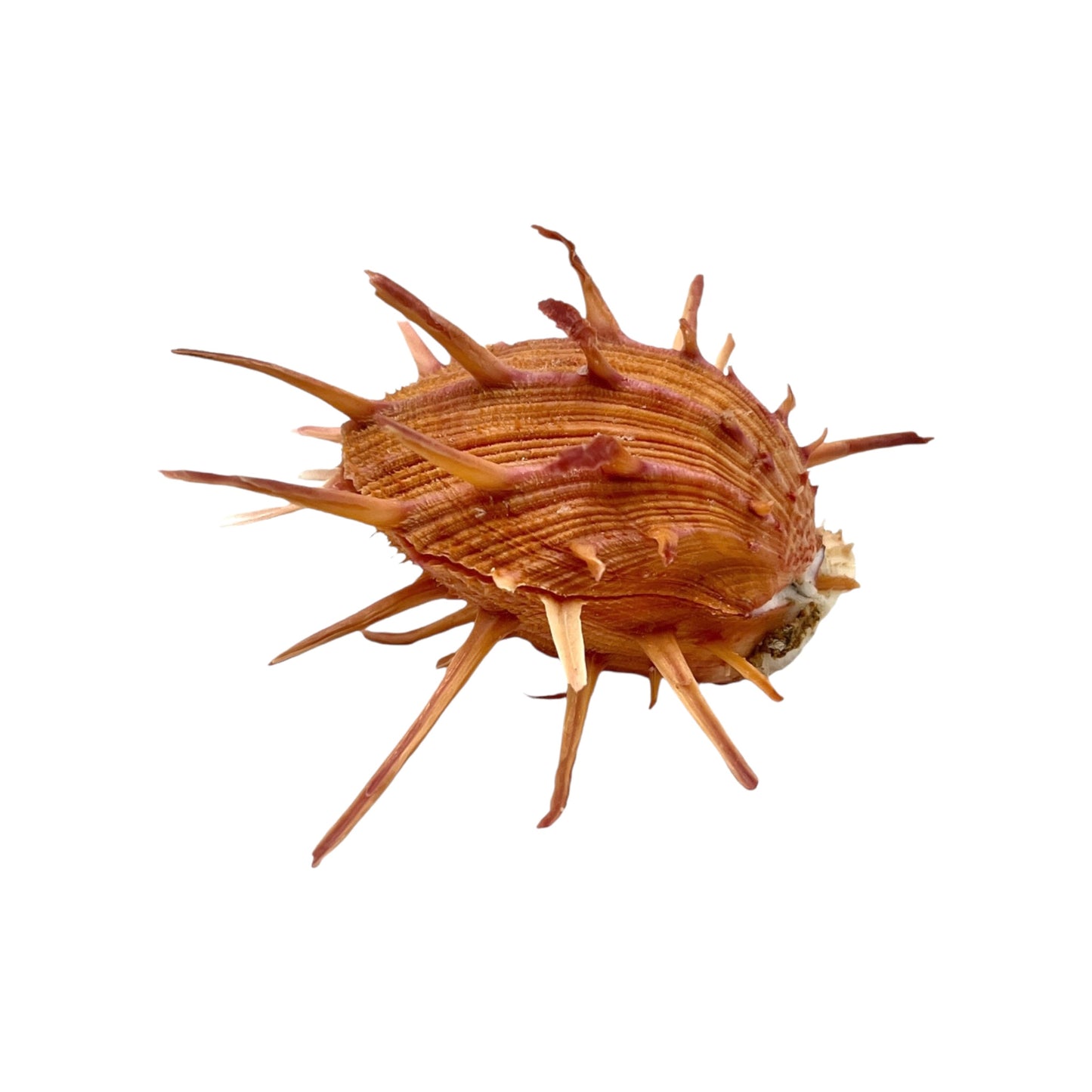 Regal Spiny Oyster (5")
