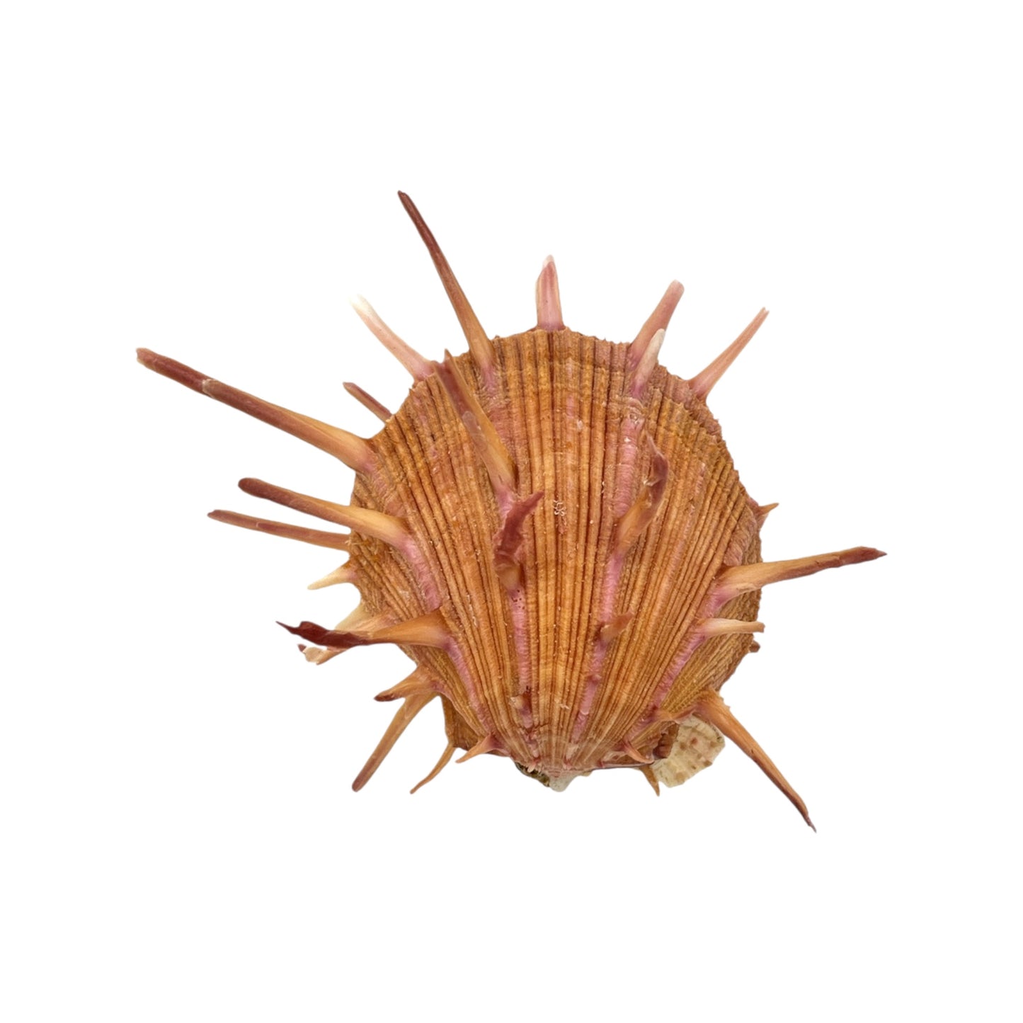 Regal Spiny Oyster (5")
