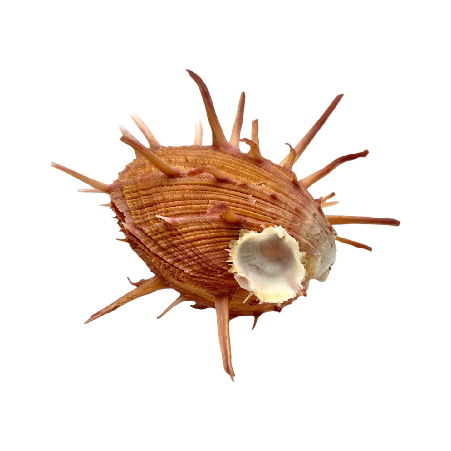 Regal Spiny Oyster (5")