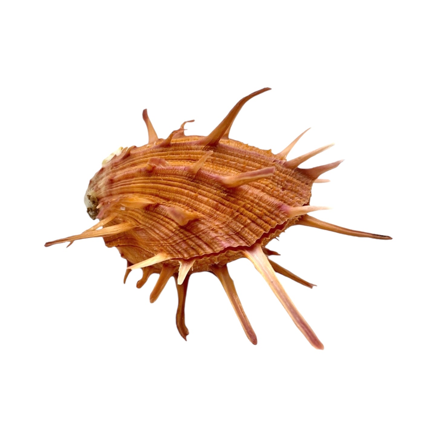 Regal Spiny Oyster (5")
