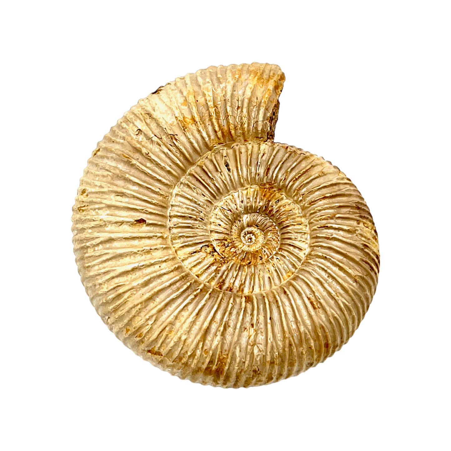 Ammonite (Natural Rough)