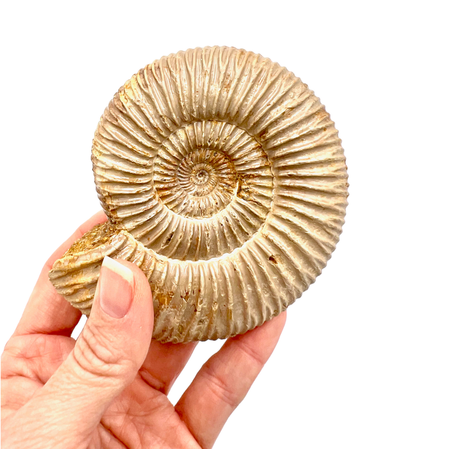 Ammonite (Natural Rough)