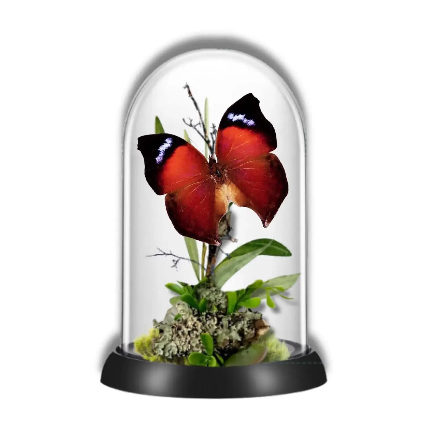 Salamis Butterfly Diorama