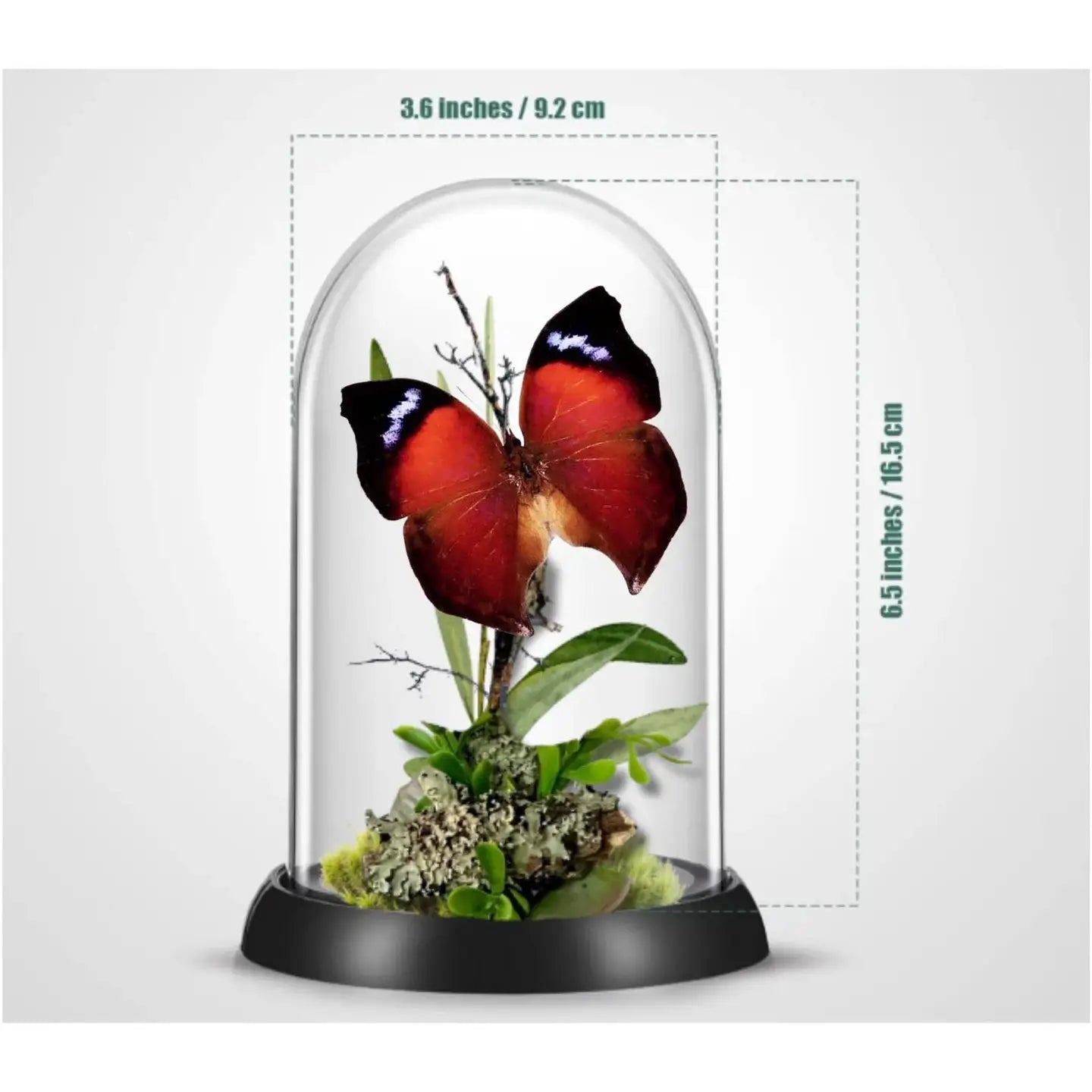 Salamis Butterfly Diorama
