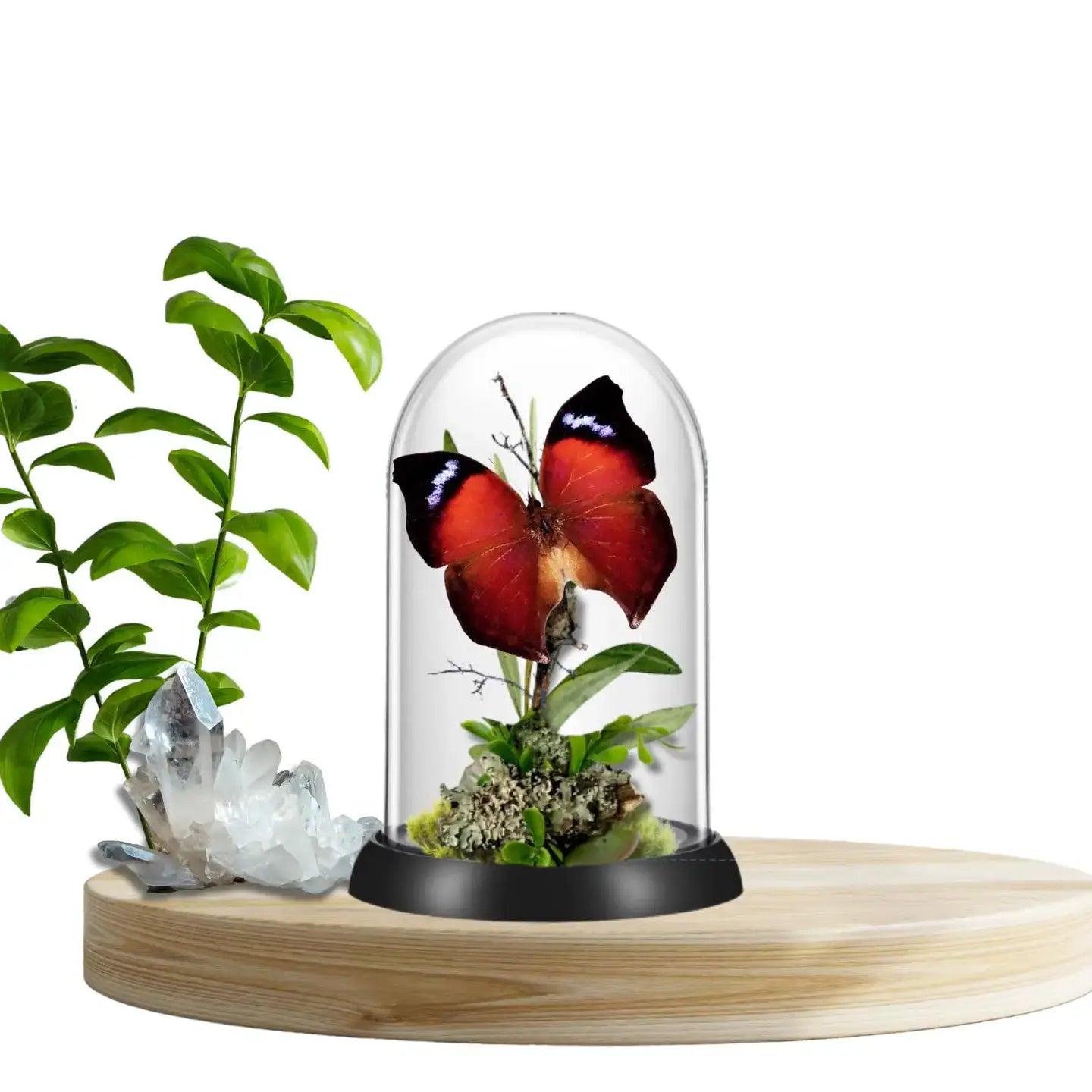 Salamis Butterfly Diorama