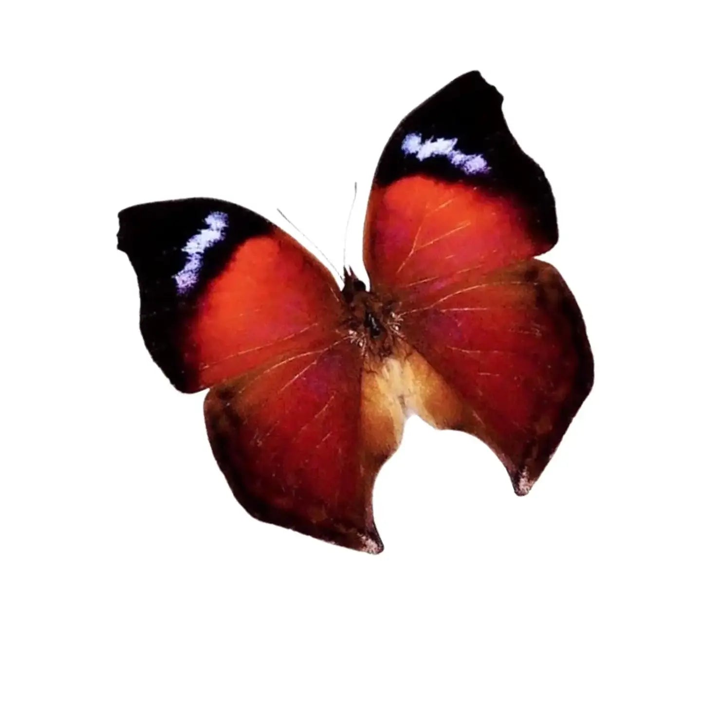 Salamis Butterfly Diorama