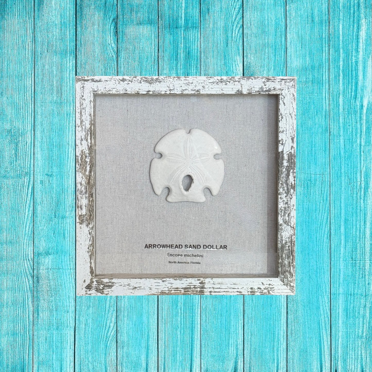 Arrowhead Sand Dollar in Frame