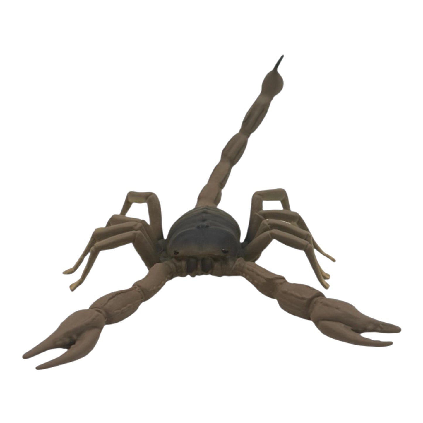Scorpion (Safari)