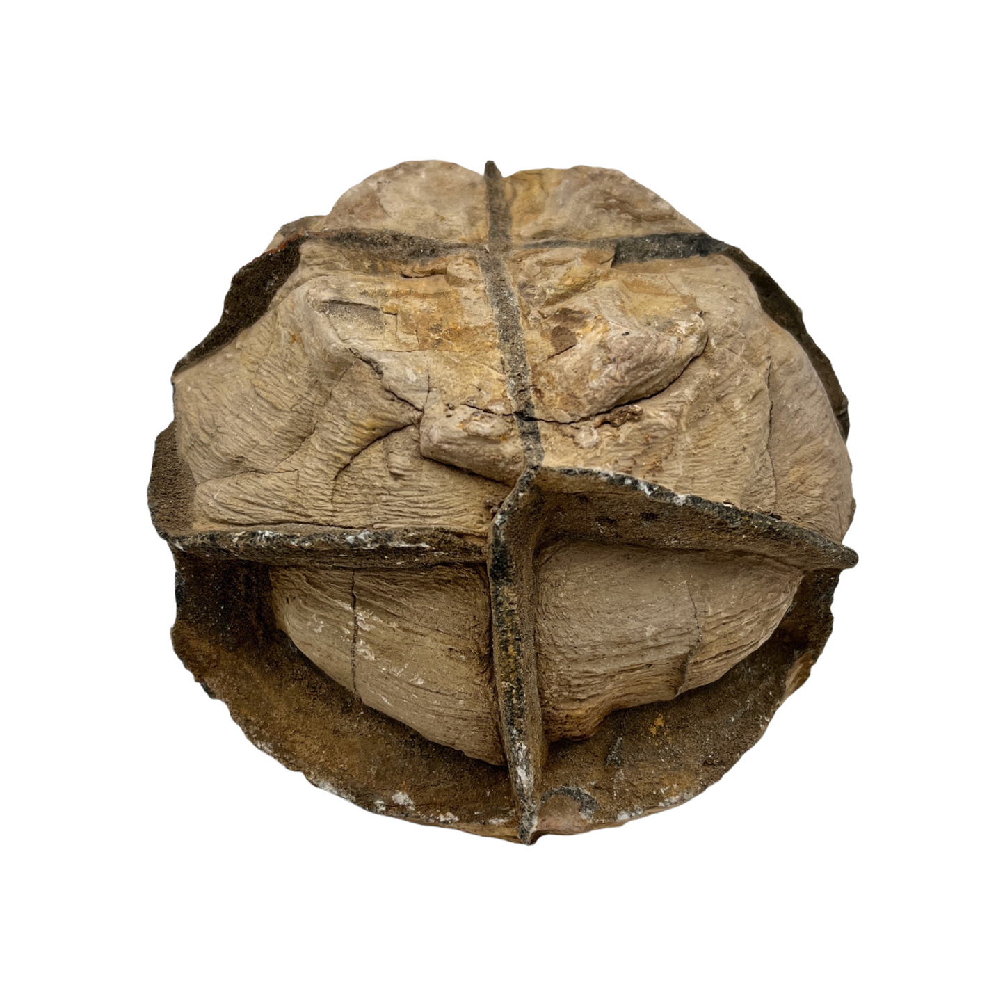 Septarian Nodule
