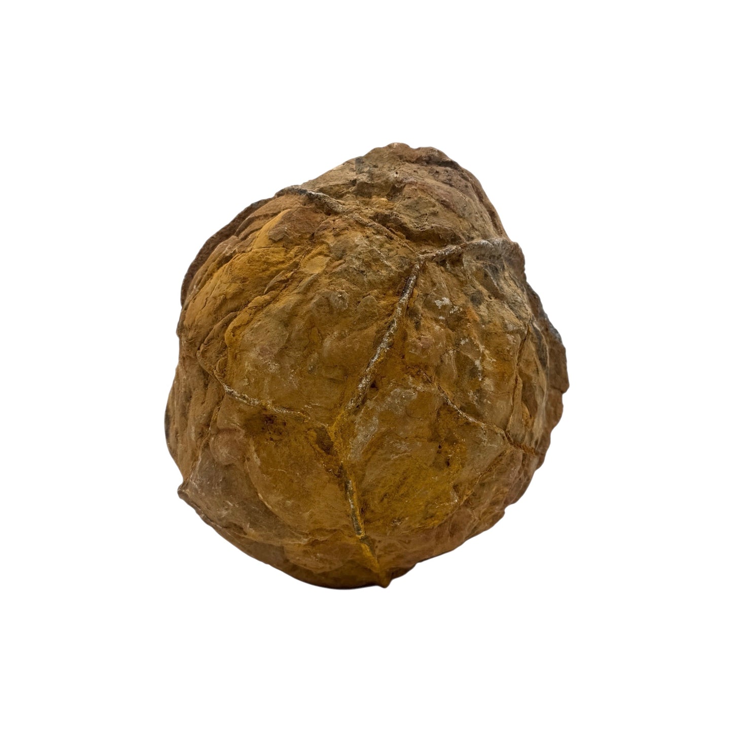 Septarian Nodule