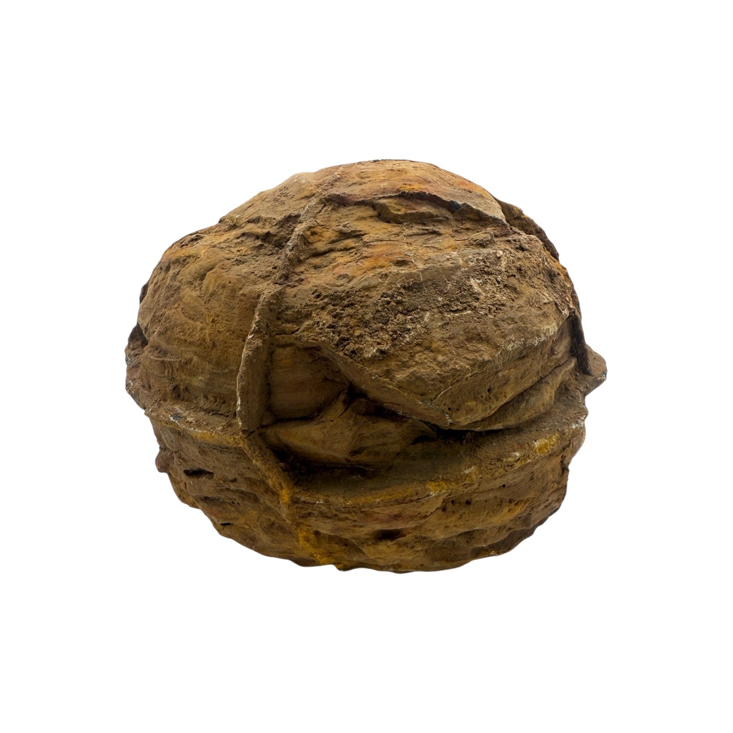 Septarian Nodule